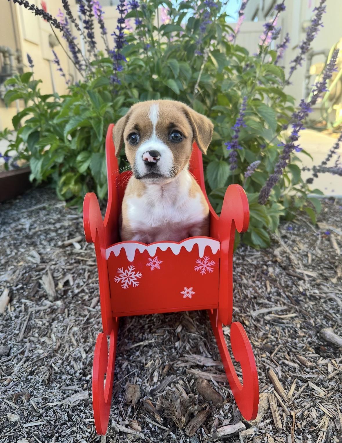 Dancer, an adopted mixed breed in Santee, CA image 4/5
