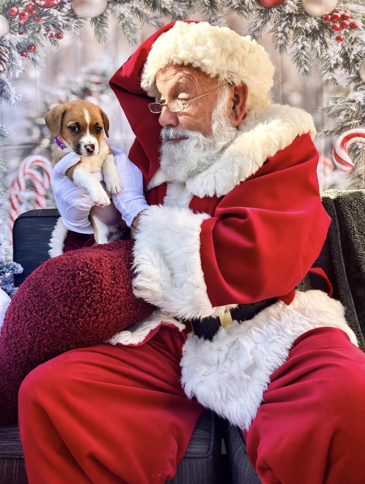 Dancer, an adopted mixed breed in Santee, CA image 3/5