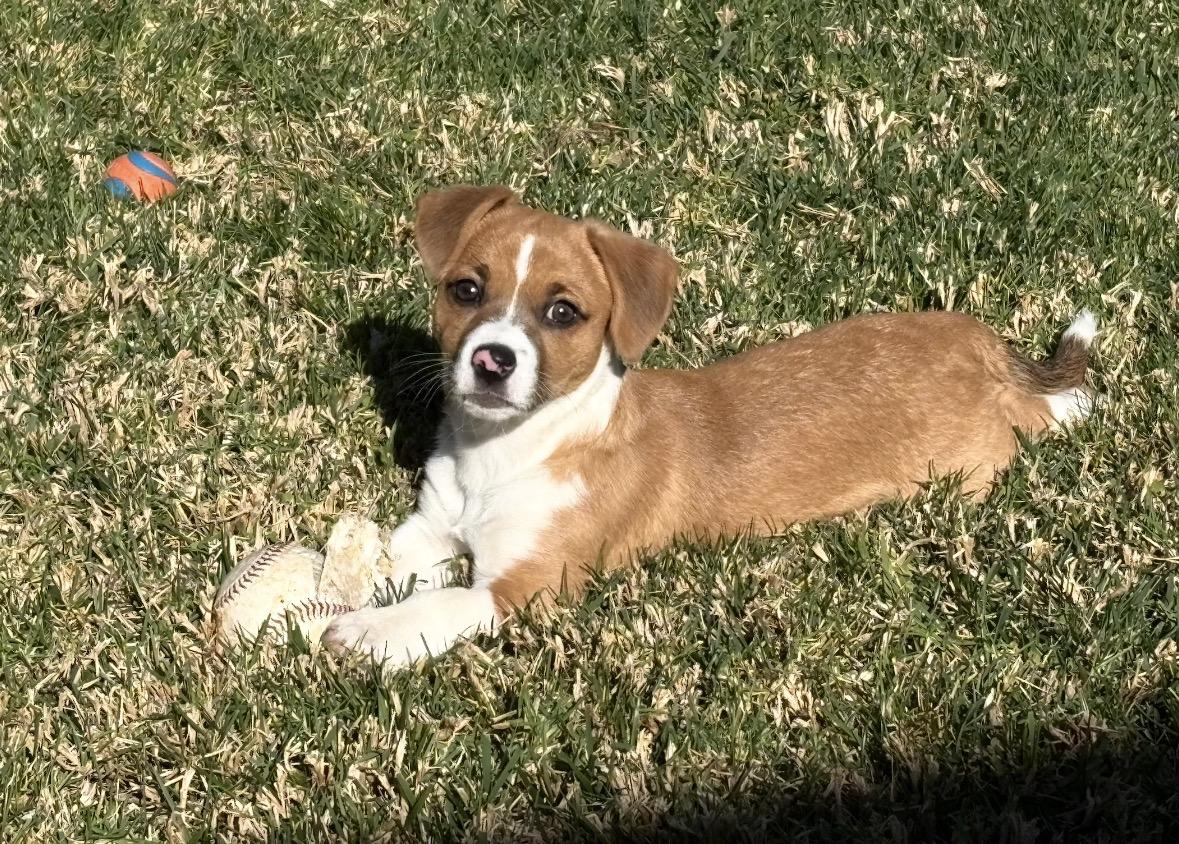 Dancer, an adopted mixed breed in Santee, CA image 1/5