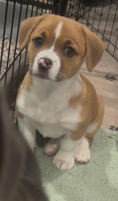 Dancer, an adopted mixed breed in Santee, CA image 2/5