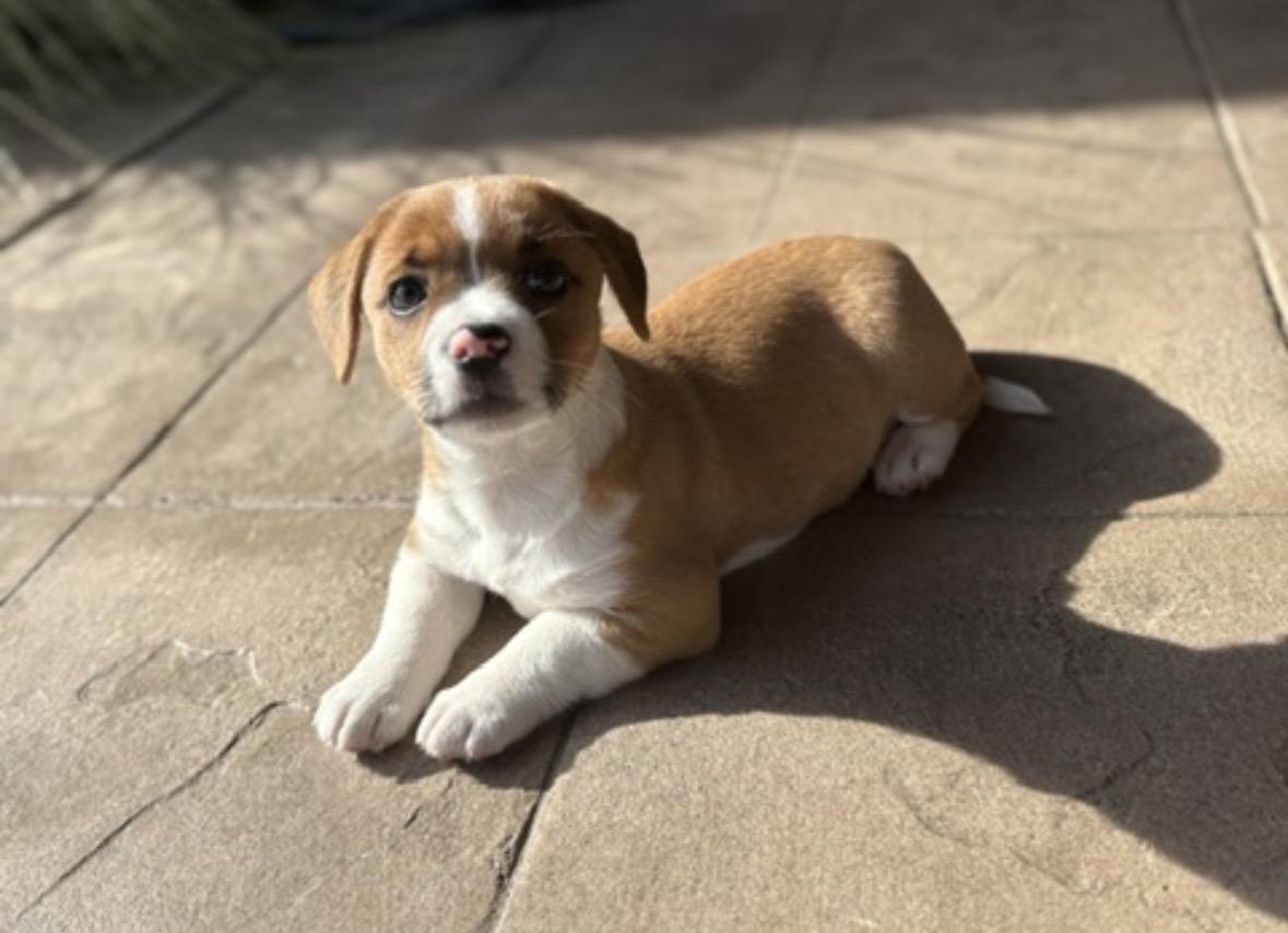 Dancer, an adopted mixed breed in Santee, CA image 5/5