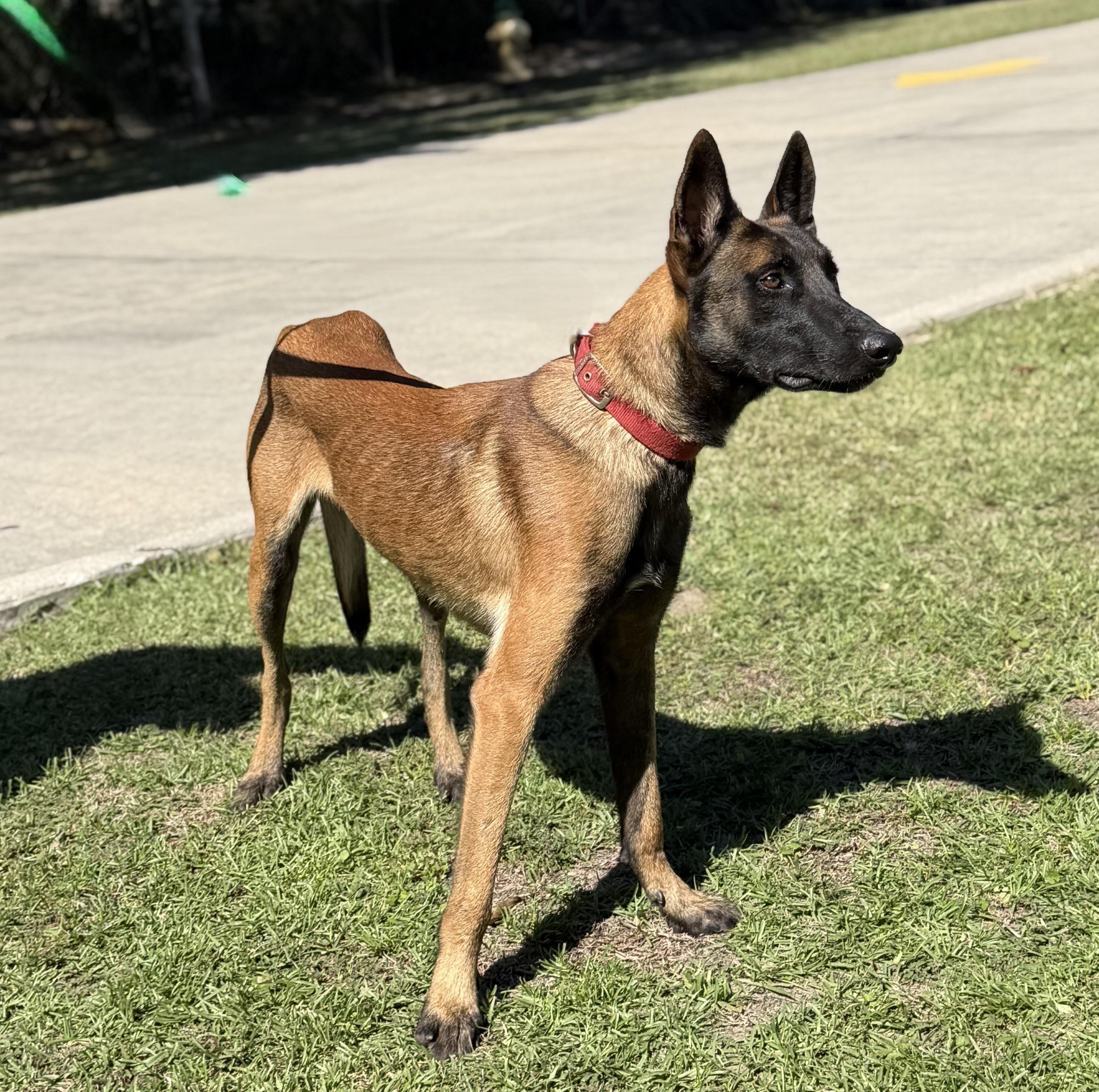 Enlarge Flint, a Adoptable Belgian Shepherd / Malinois in Slidell, LA image 2/4