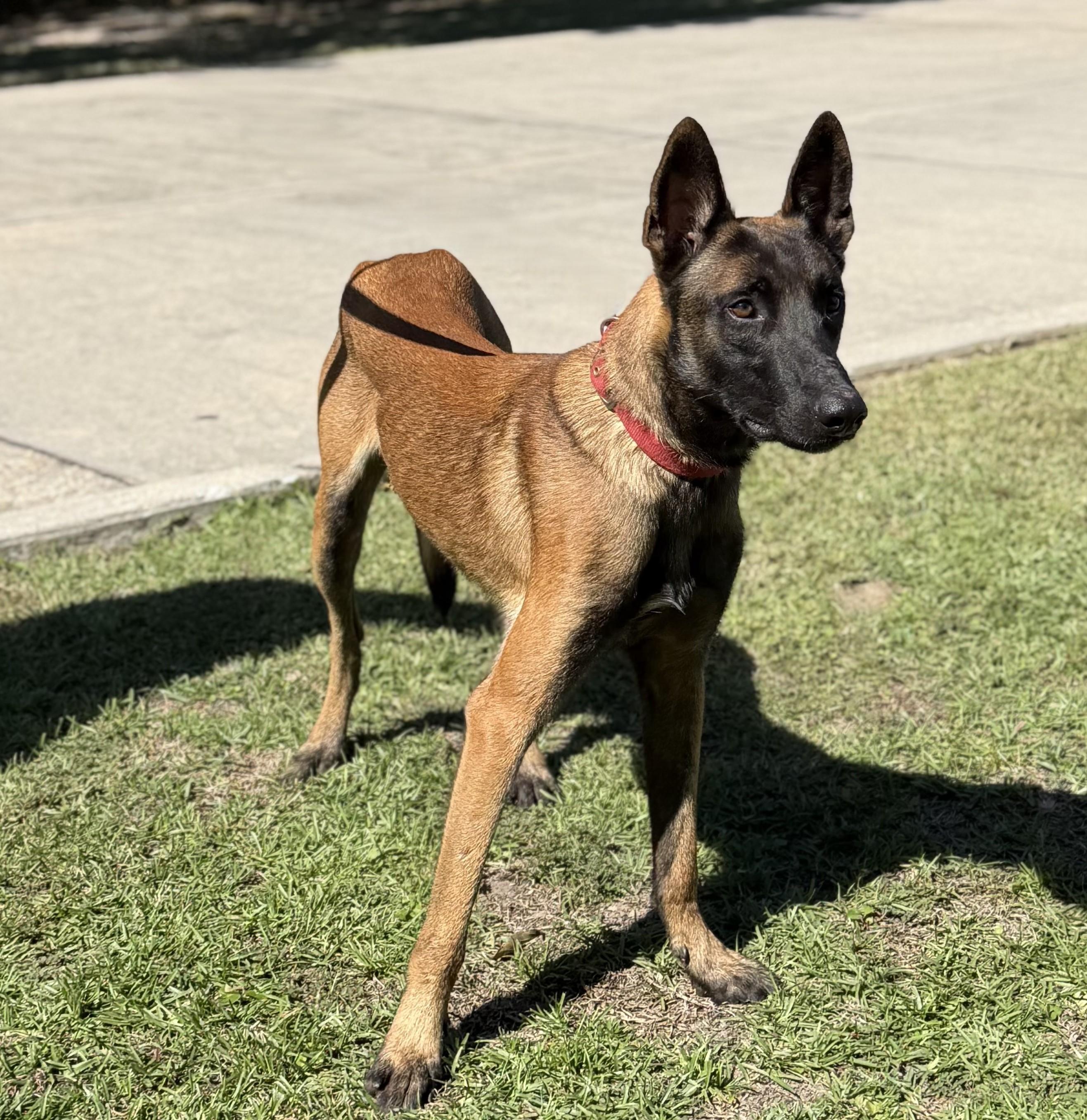 Enlarge Flint, a Adoptable Belgian Shepherd / Malinois in Slidell, LA image 3/4