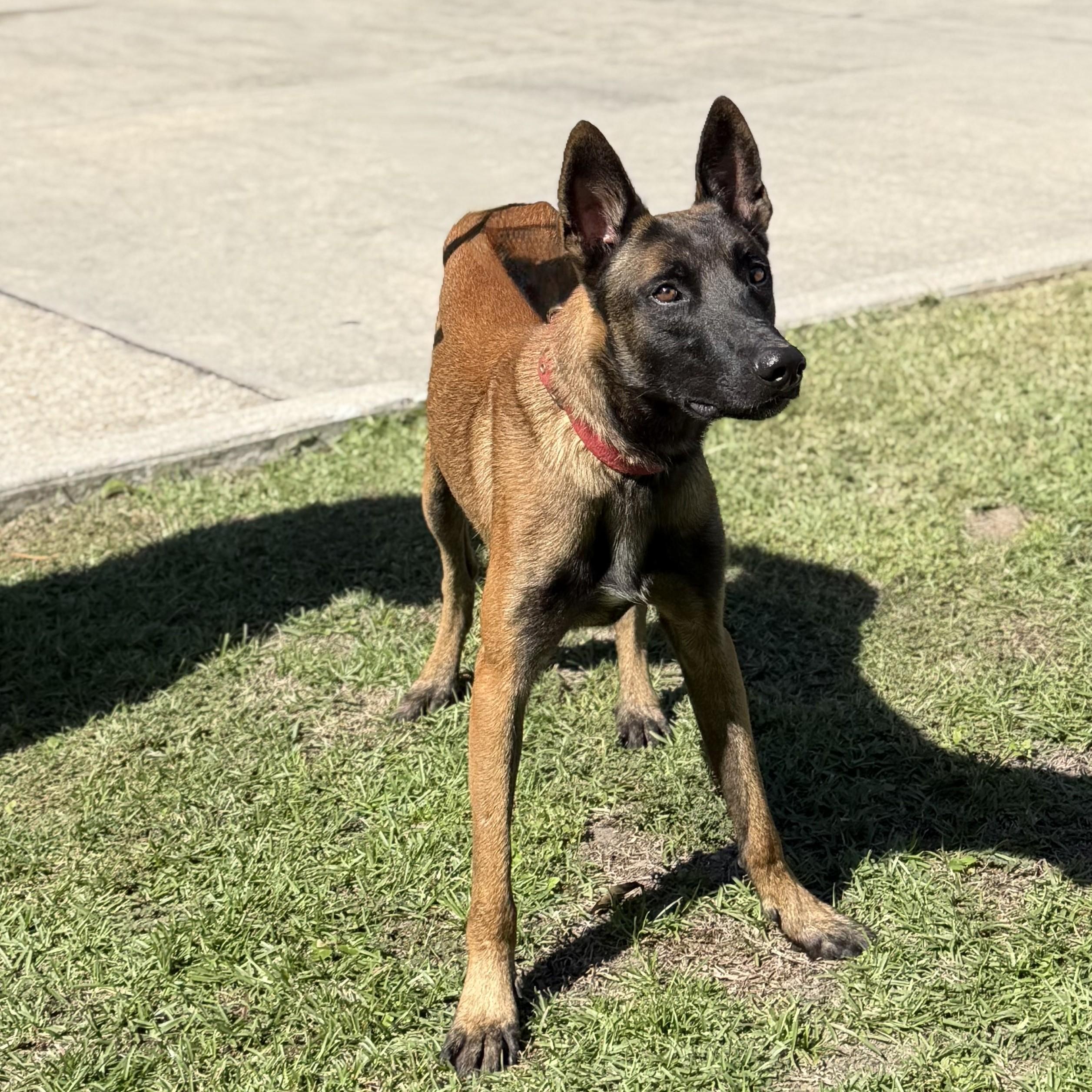 Enlarge Flint, a Adoptable Belgian Shepherd / Malinois in Slidell, LA image 4/4