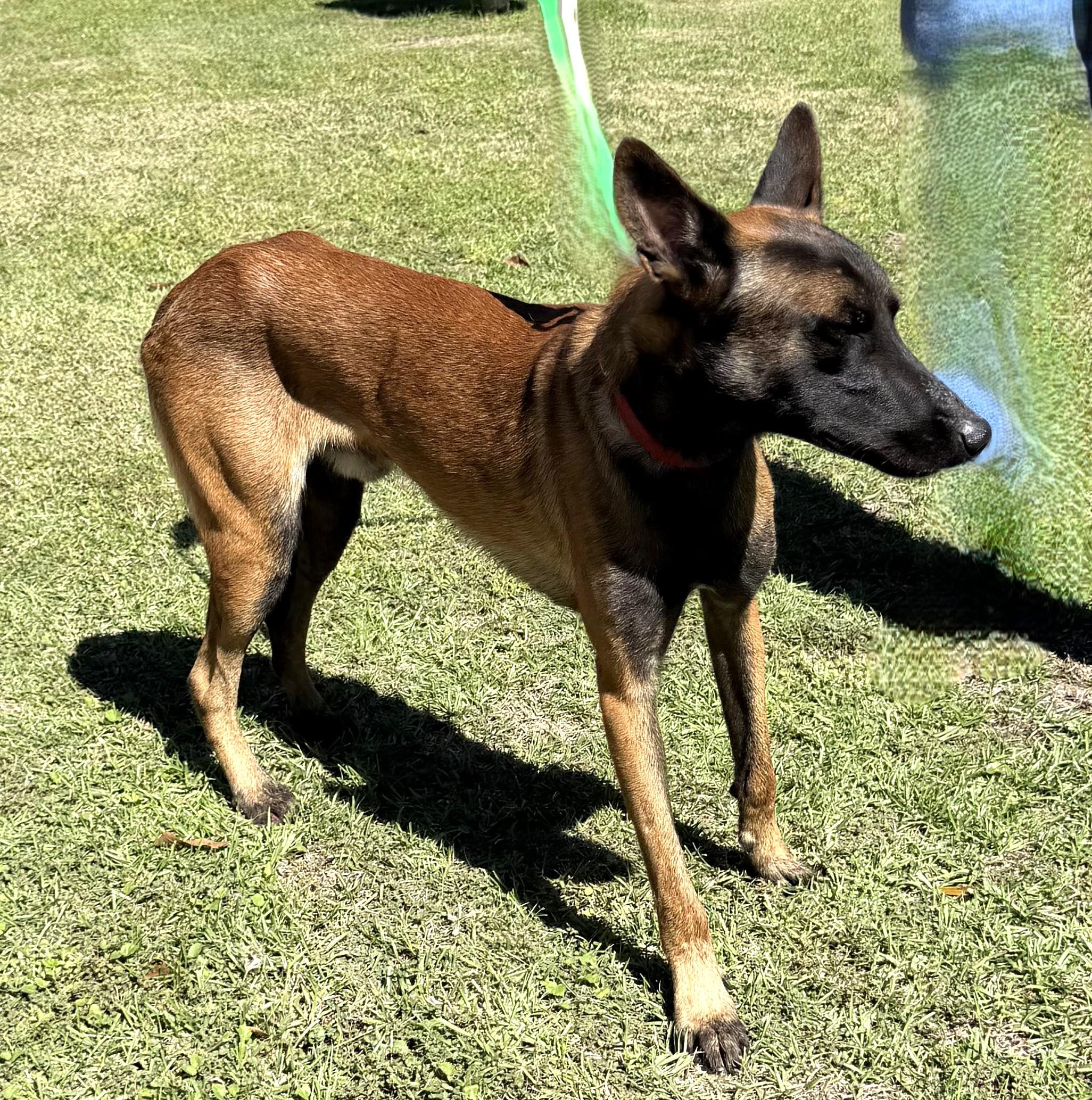 Enlarge Flint, a Adoptable Belgian Shepherd / Malinois in Slidell, LA image 1/4