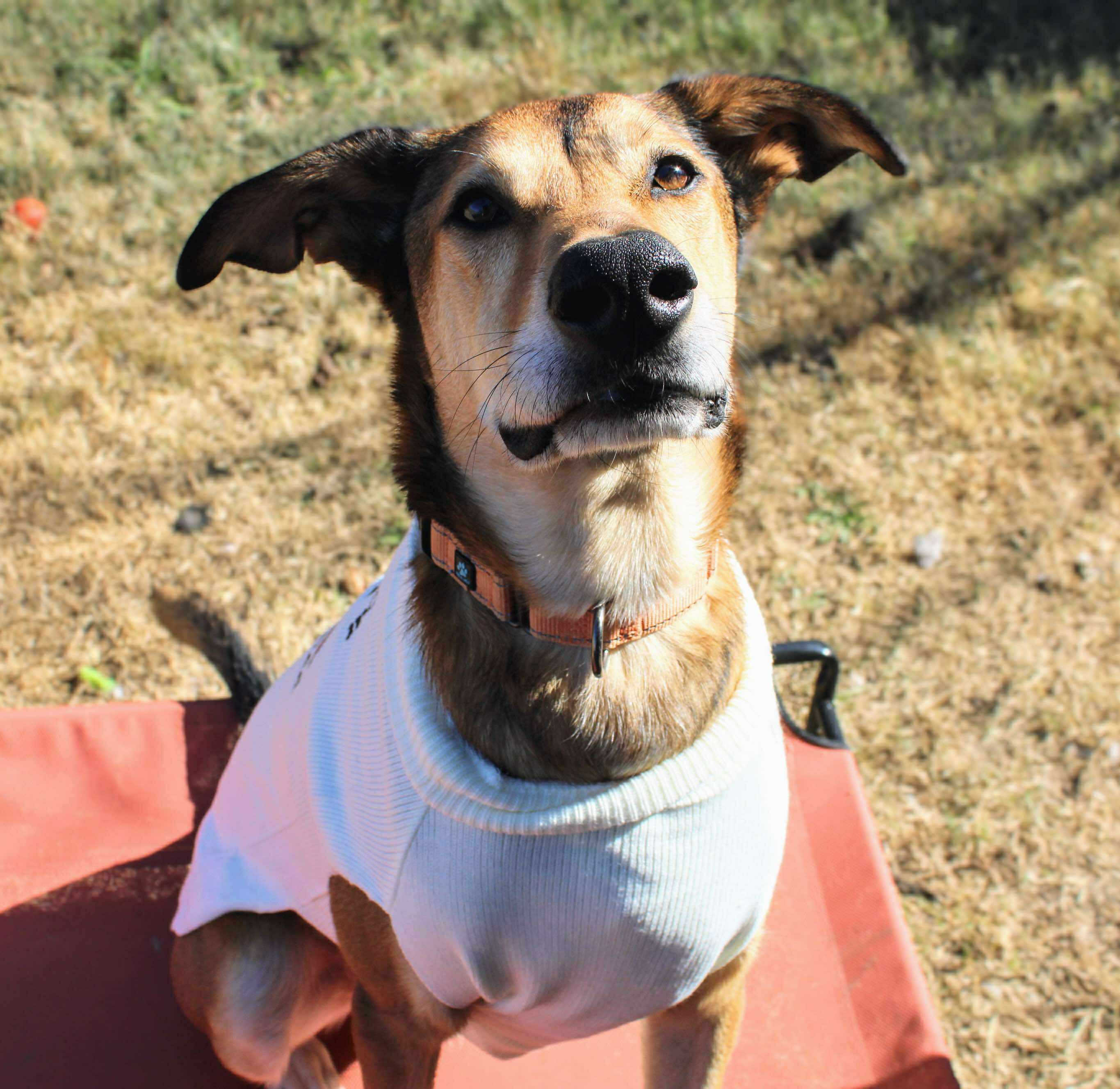 Enlarge Gilly, a Adoptable Shepherd in Fort Worth, TX image 1/6