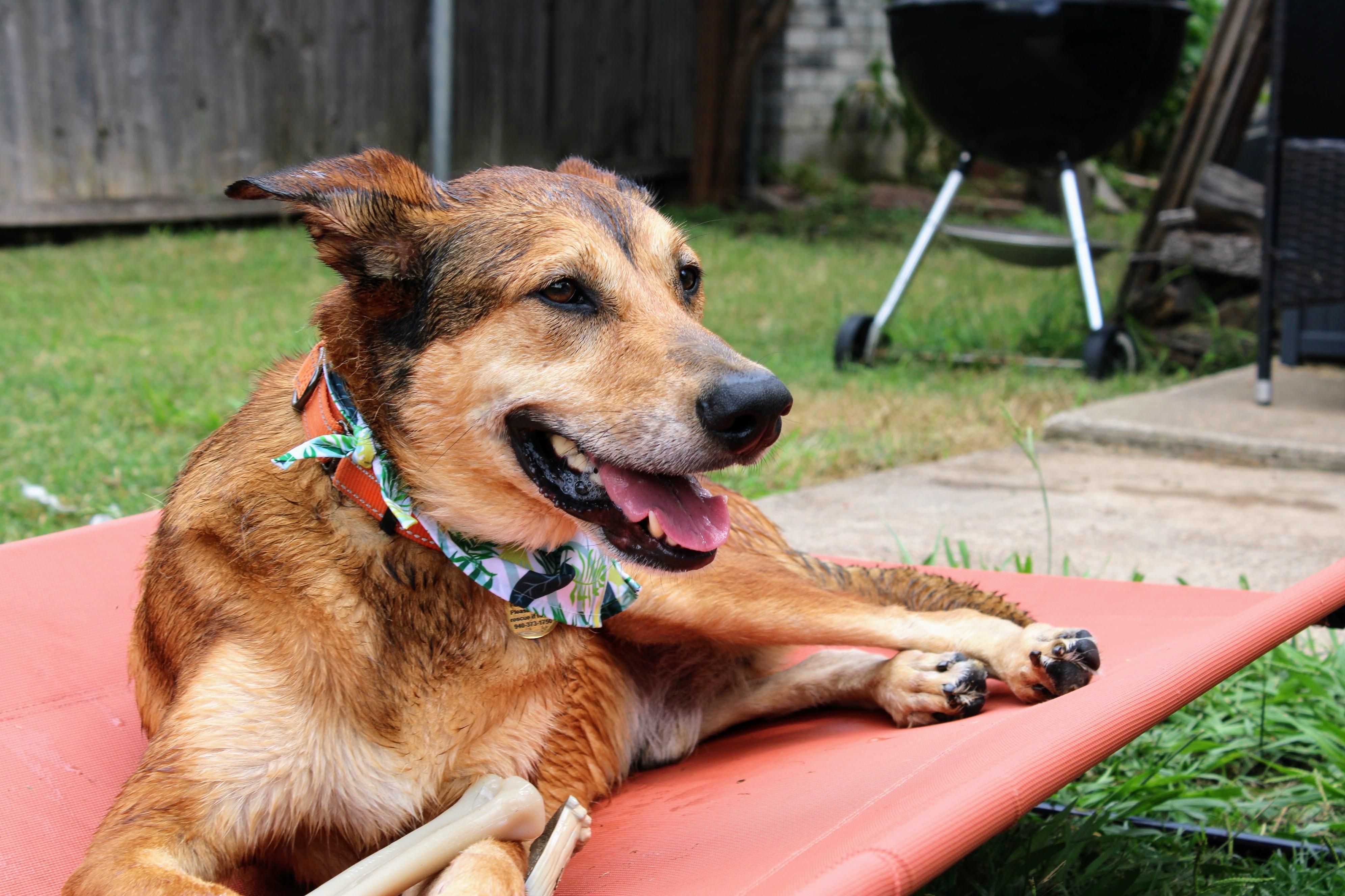 Enlarge Gilly, a Adoptable Shepherd in Fort Worth, TX image 4/6