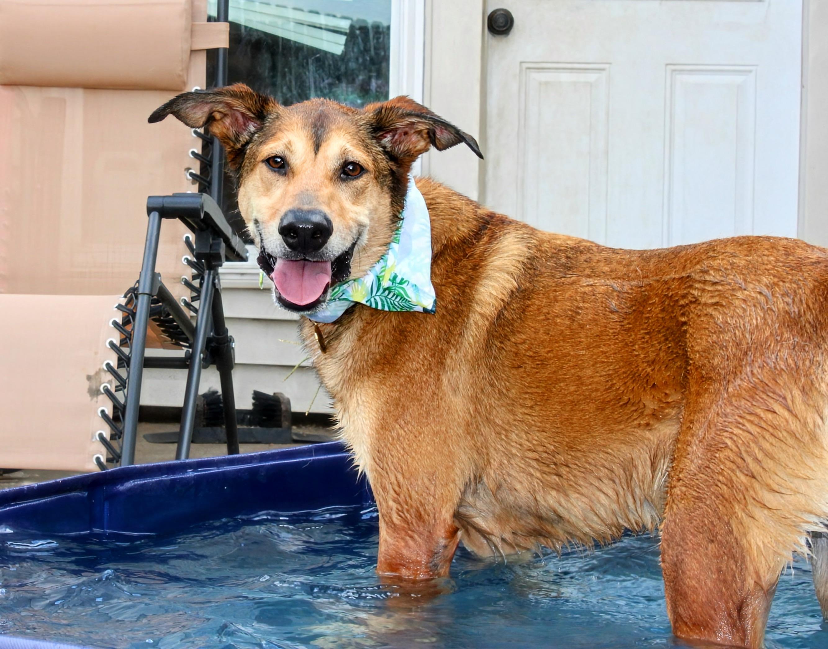Enlarge Gilly, a Adoptable Shepherd in Fort Worth, TX image 5/6