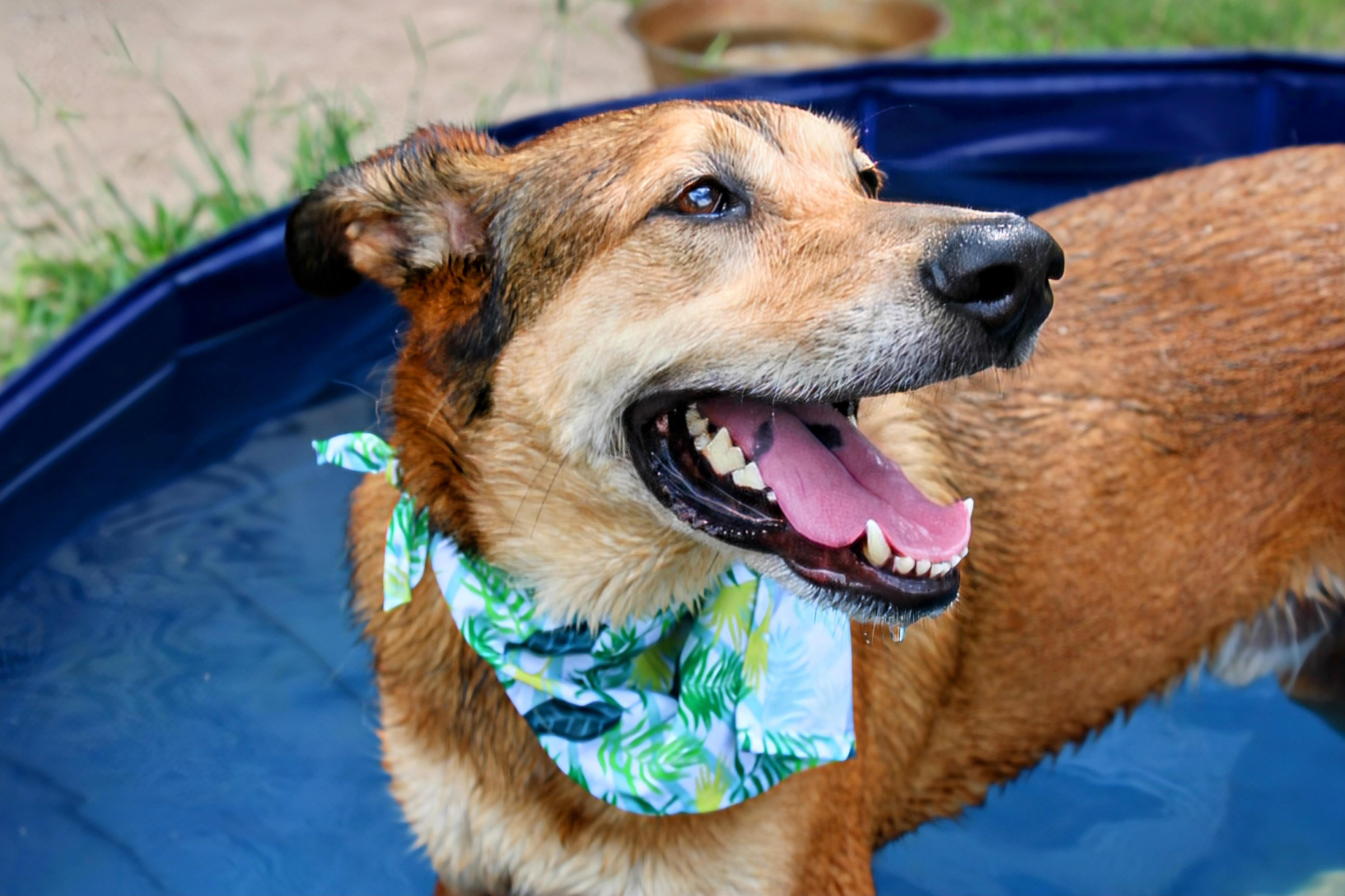 Gilly, Adoptable, Adult Male Shepherd.