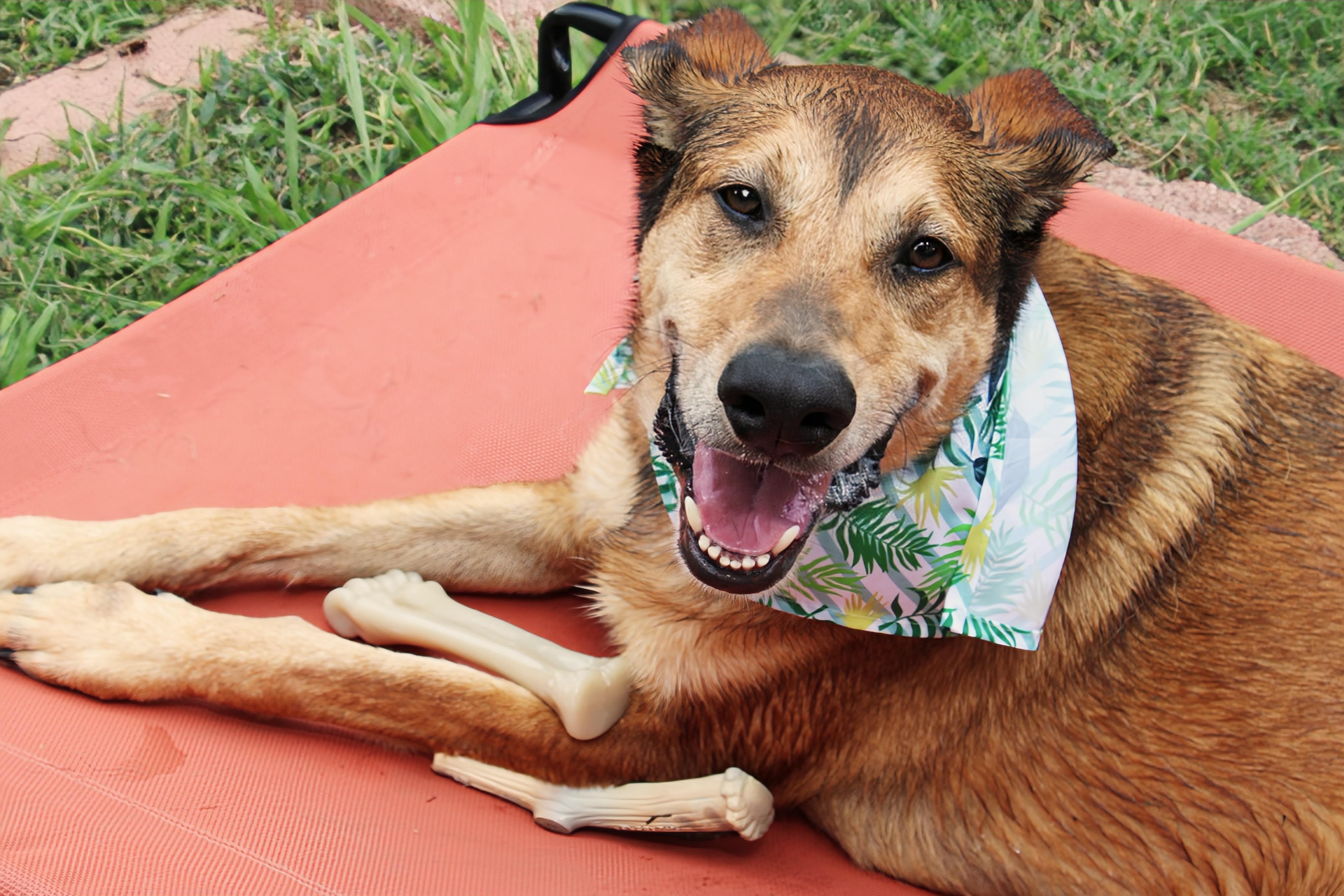 Enlarge Gilly, a Adoptable Shepherd in Fort Worth, TX image 6/6