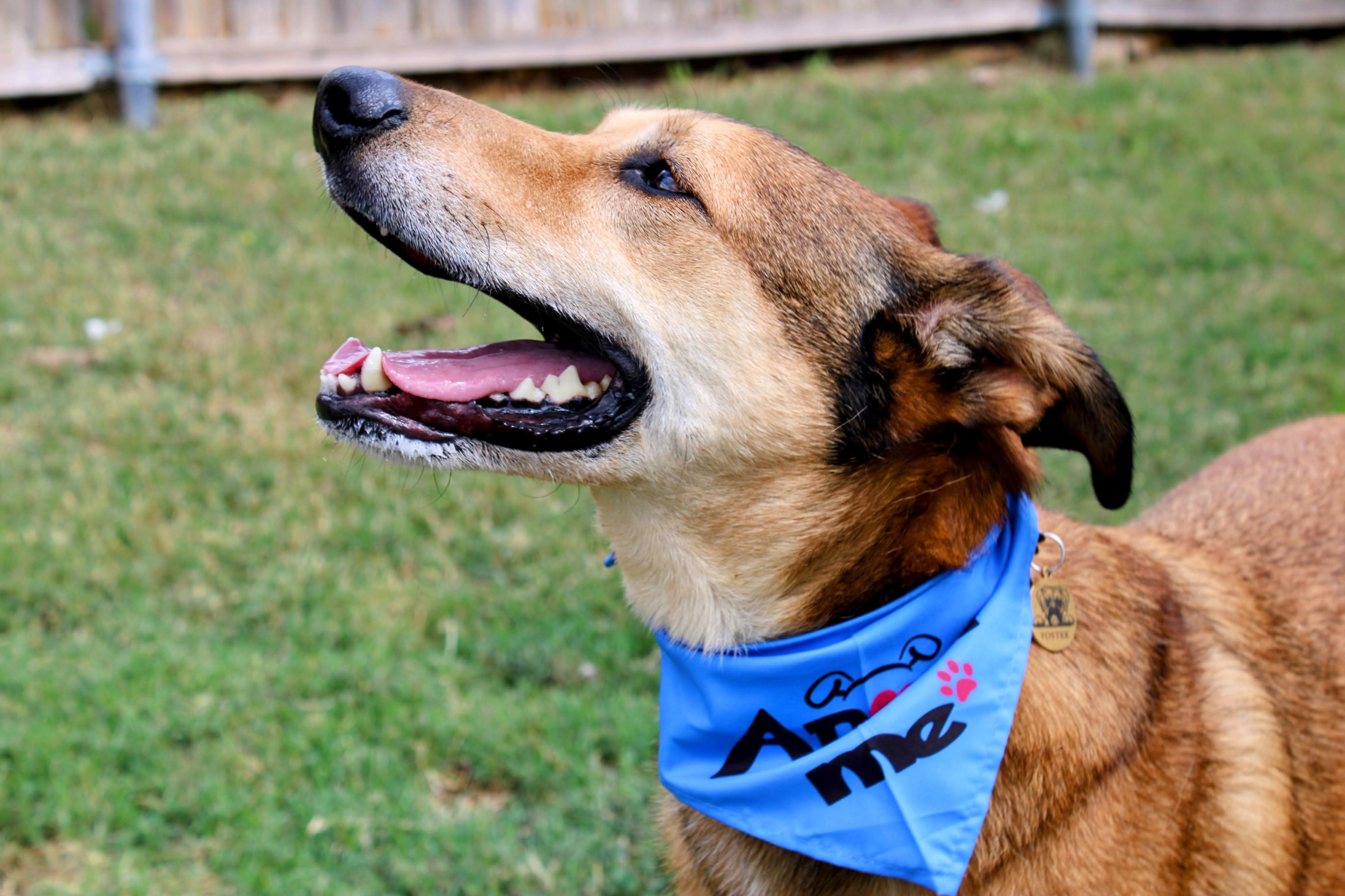 Enlarge Gilly, a Adoptable Shepherd in Fort Worth, TX image 3/6