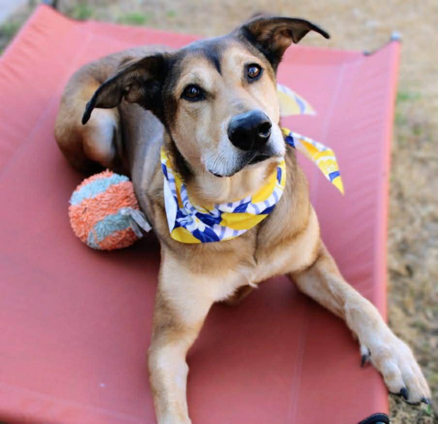 Enlarge Gilly, a Adoptable Shepherd in Fort Worth, TX image 2/6