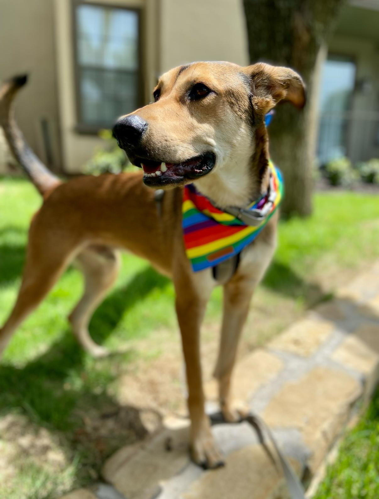 Enlarge Gilly, a Adoptable Shepherd in Fort Worth, TX image 2/6