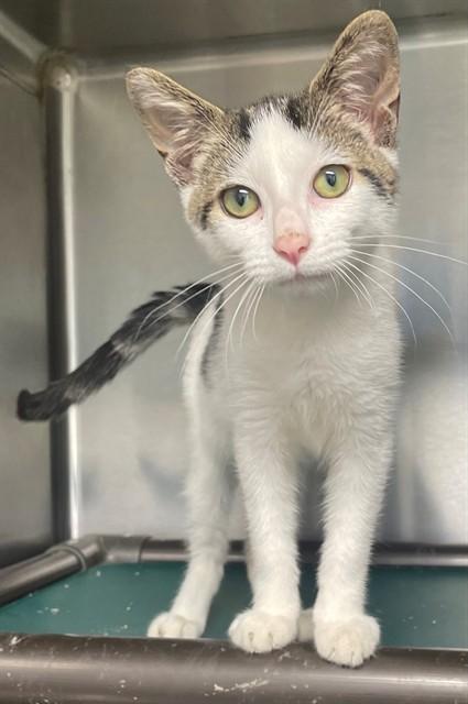 Enlarge APOLLO, a Adoptable Domestic Short Hair in Augusta, GA image 1/1