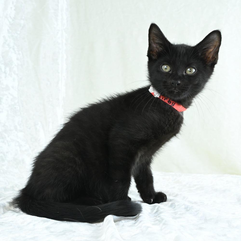 Kirby, Adoptable, Kitten Male Domestic Short Hair.
