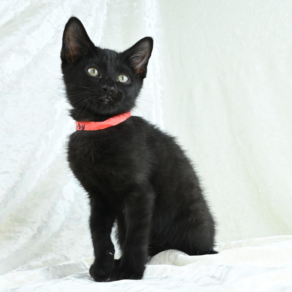 Kirby, a Adoptable Domestic Short Hair in Mobile, AL image 2/6