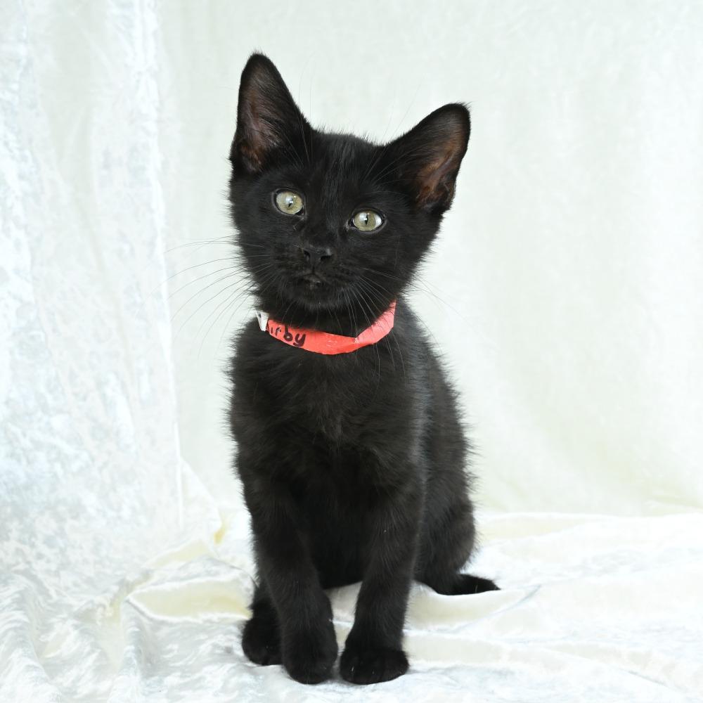 Kirby, a Adoptable Domestic Short Hair in Mobile, AL image 3/6
