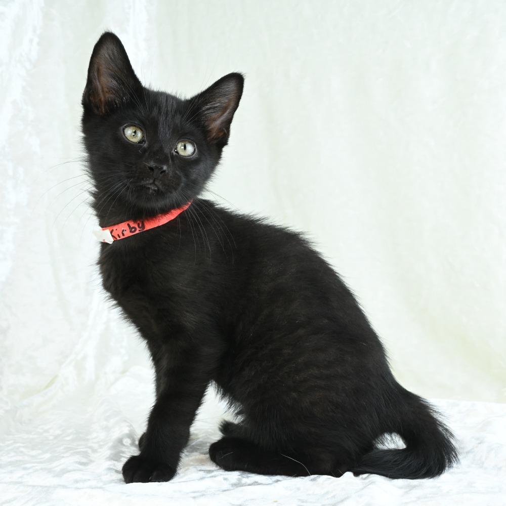 Kirby, a Adoptable Domestic Short Hair in Mobile, AL image 4/6