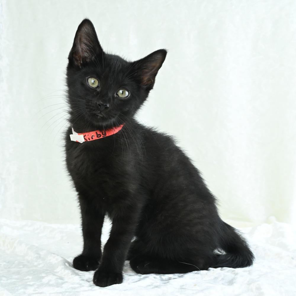 Kirby, a Adoptable Domestic Short Hair in Mobile, AL image 5/6