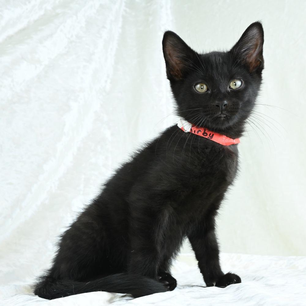 Kirby, a Adoptable Domestic Short Hair in Mobile, AL image 6/6