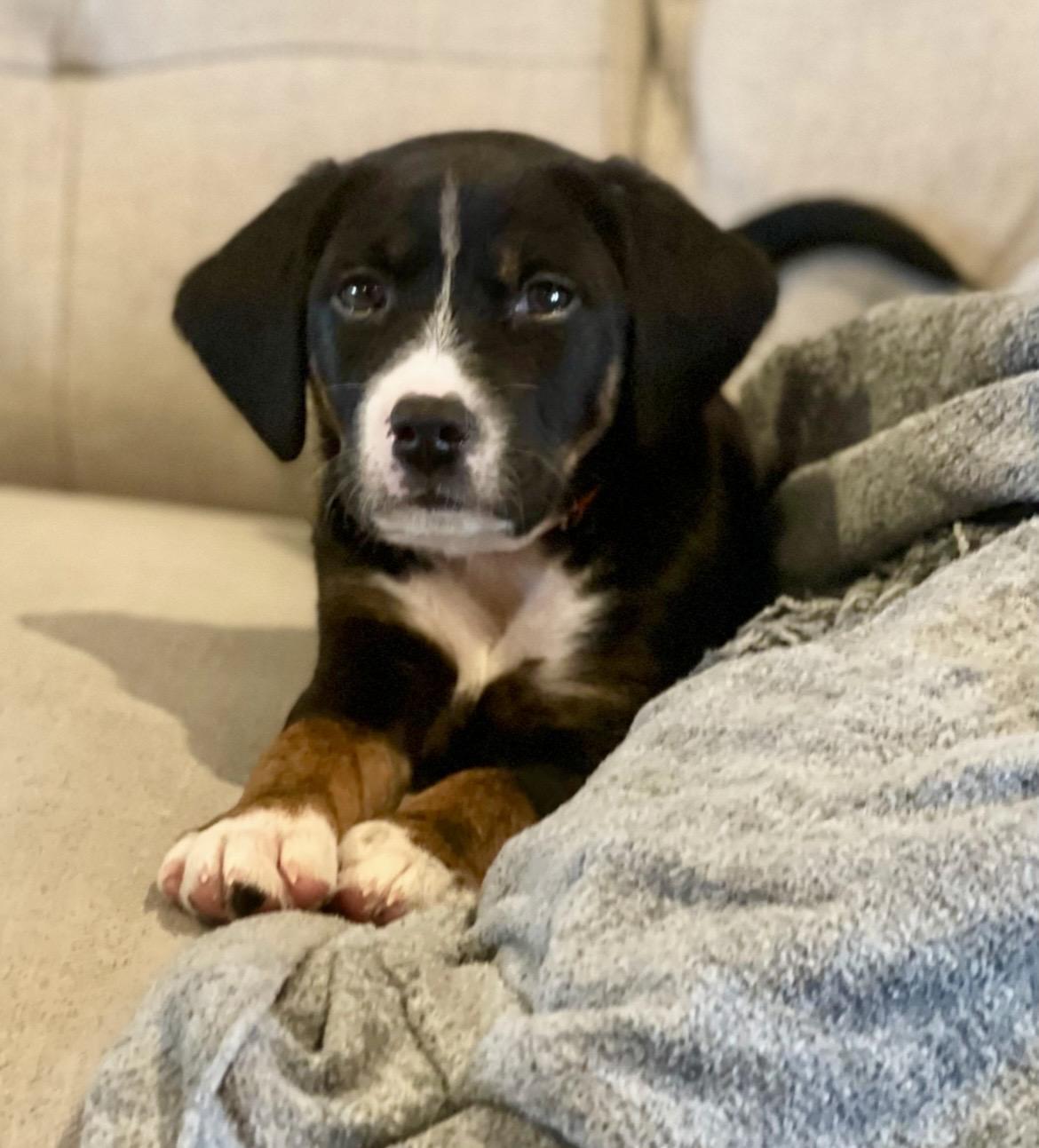 Taylor Doose, a Adoptable mixed breed in Spring hill, TN image 1/6