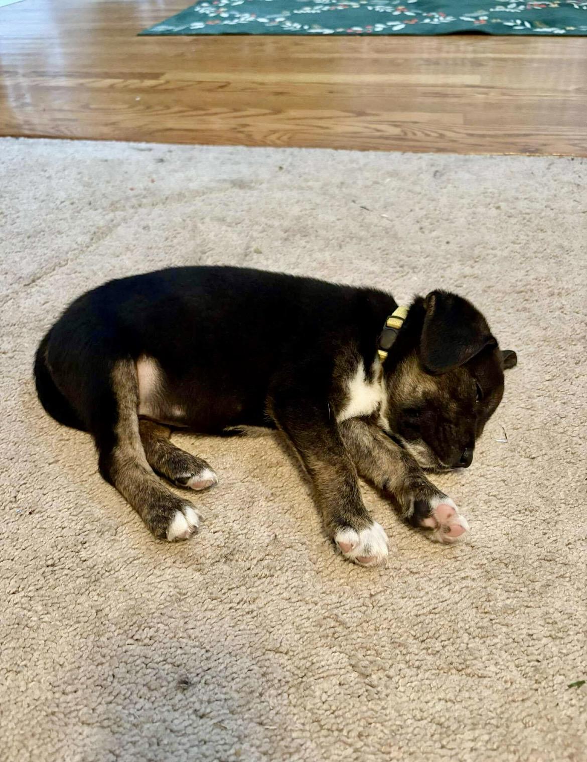 Taylor Doose, a Adoptable mixed breed in Spring hill, TN image 2/6