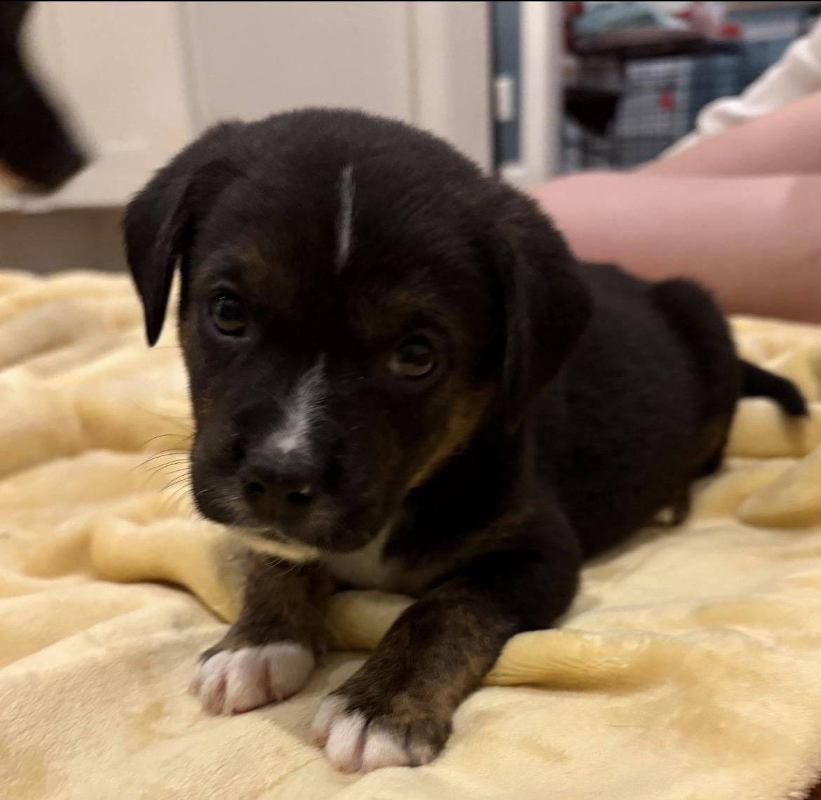 Taylor Doose, a Adoptable mixed breed in Spring hill, TN image 3/6