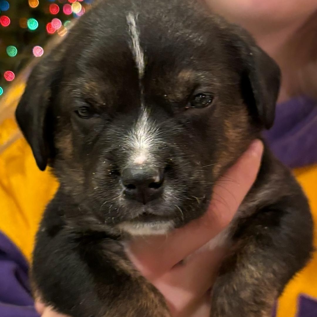 Taylor Doose, a Adoptable mixed breed in Spring hill, TN image 5/5