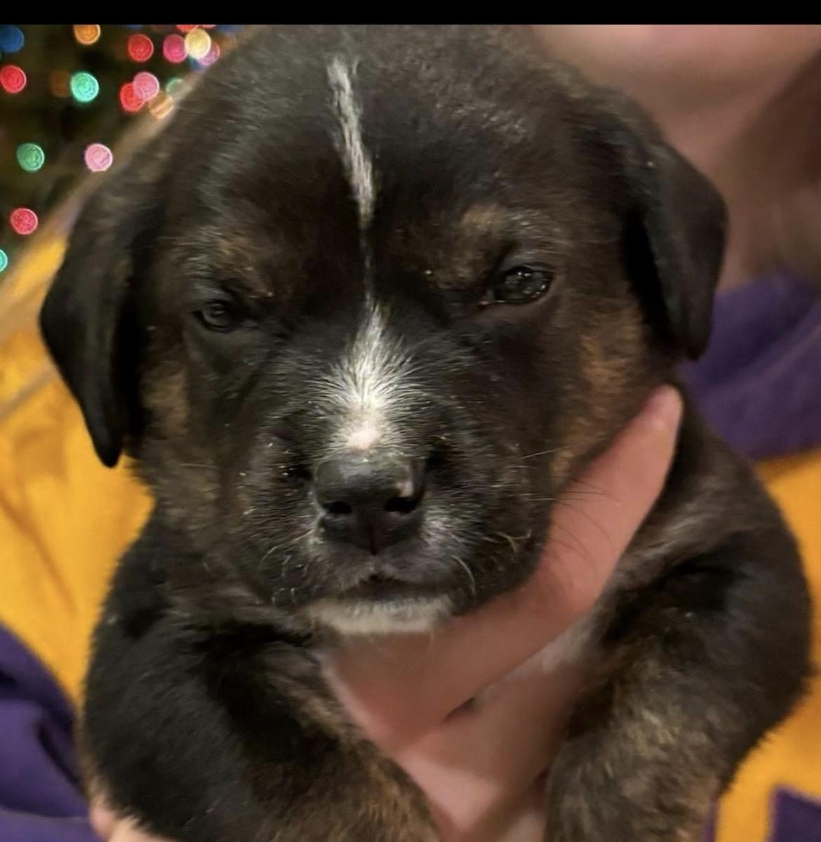 Taylor Doose, a Adoptable mixed breed in Spring hill, TN image 4/6