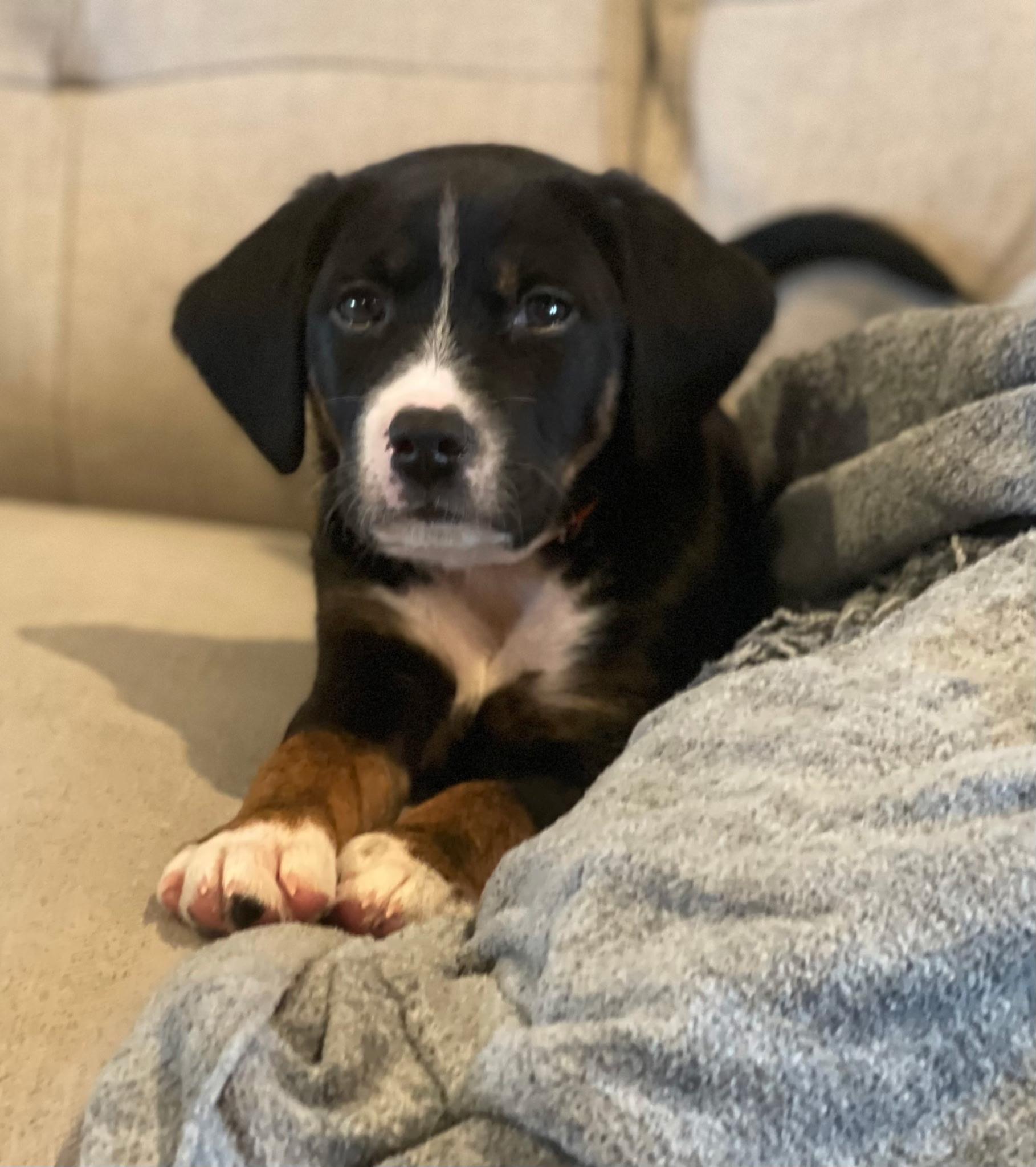 Taylor Doose, a Adoptable mixed breed in Spring hill, TN image 1/5