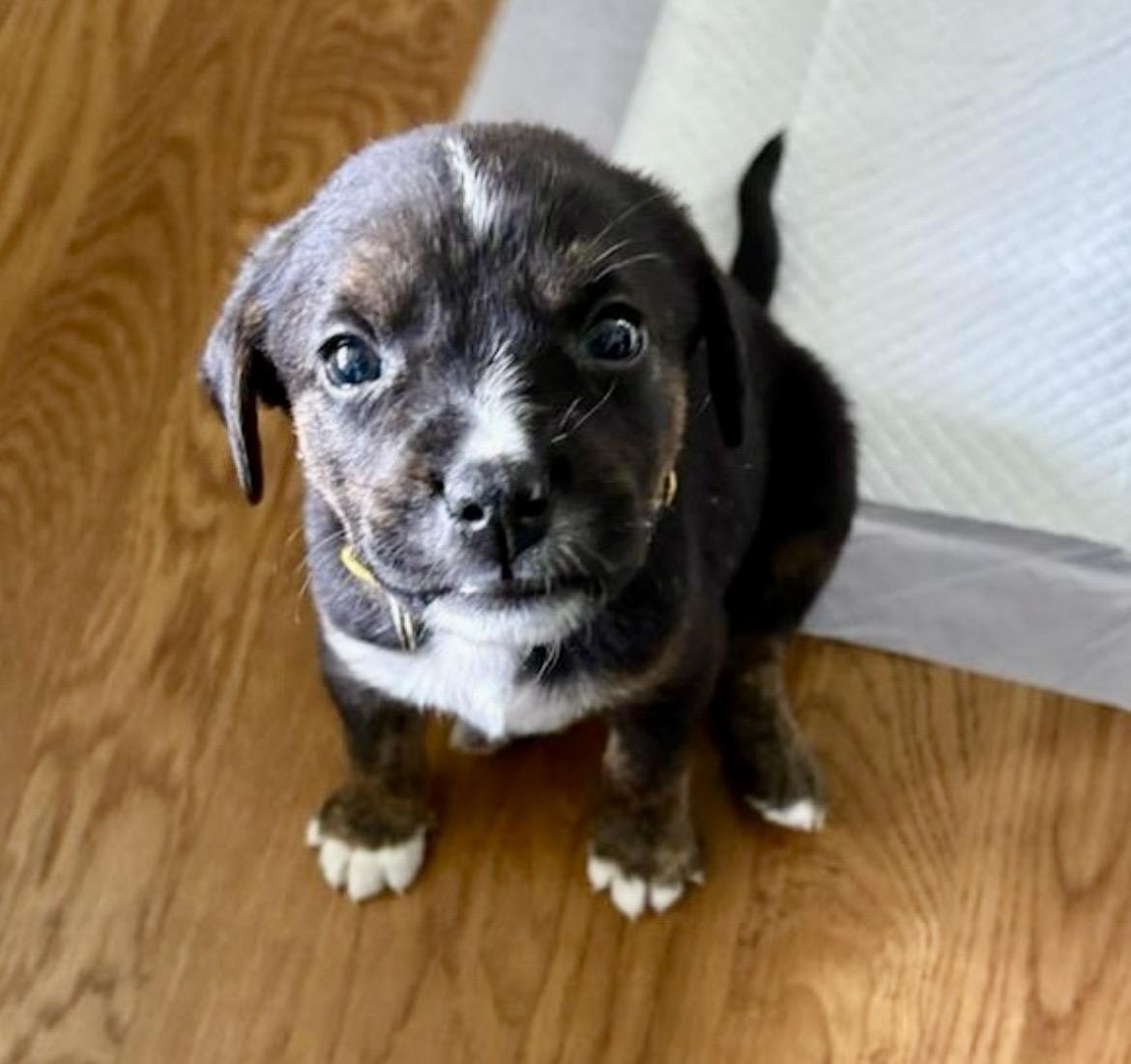 Taylor Doose, a Adoptable mixed breed in Spring hill, TN image 5/6