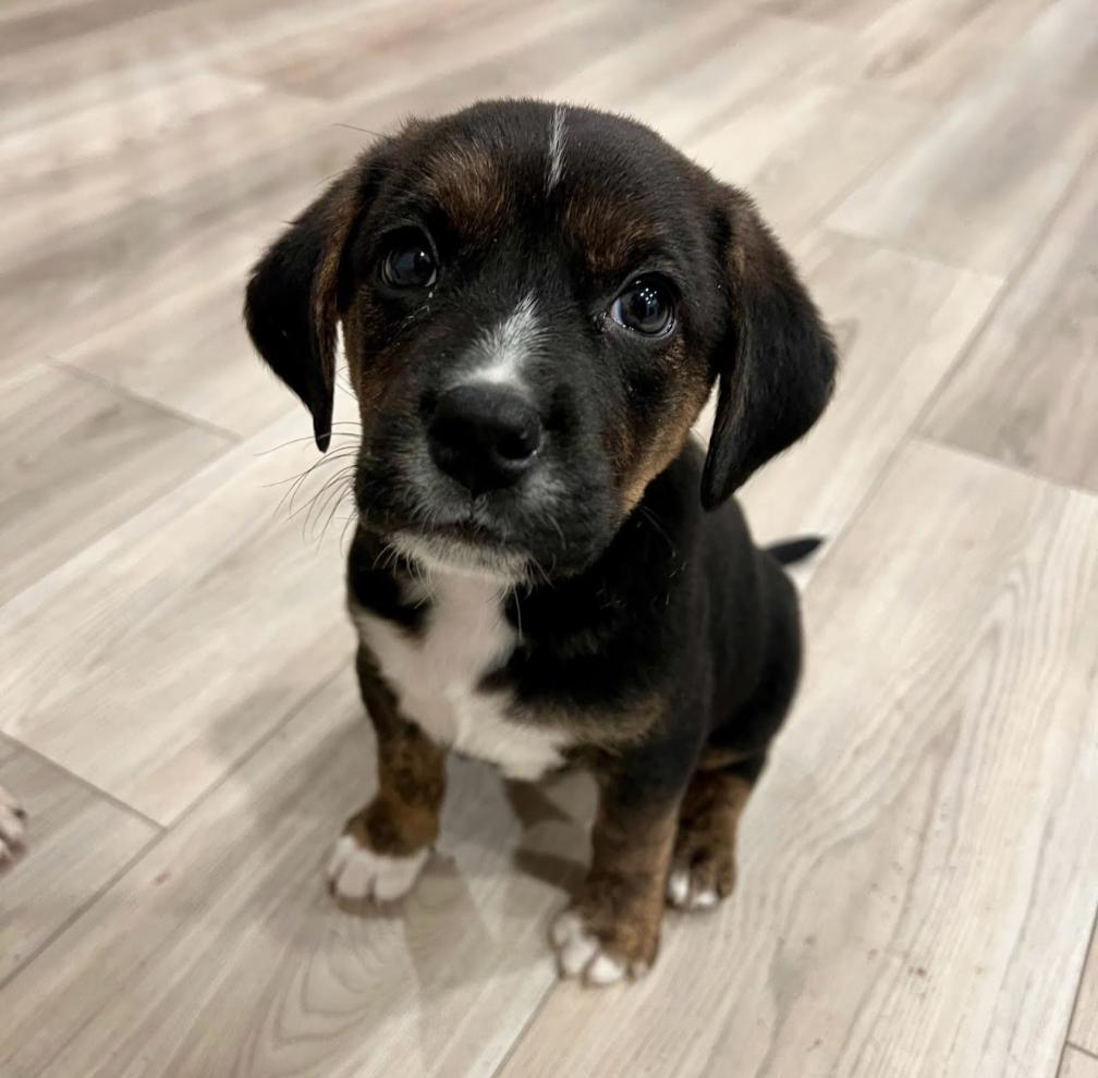 Taylor Doose, a Adoptable mixed breed in Spring hill, TN image 6/6