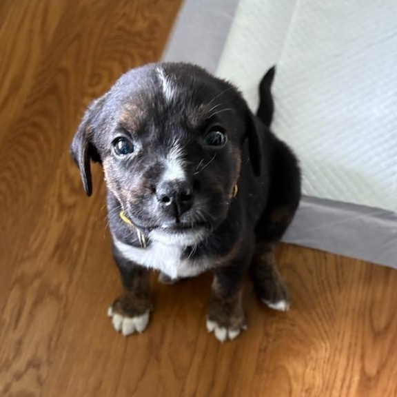 Taylor Doose, Adoptable, Puppy Male Hound.