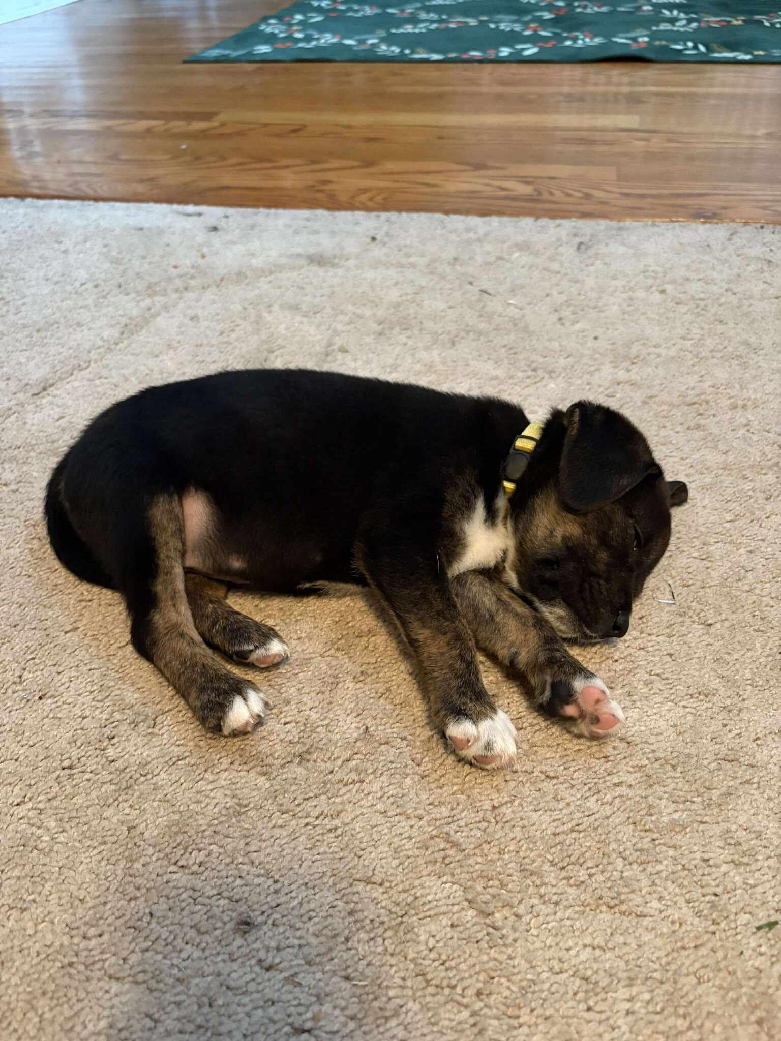 Taylor Doose, a Adoptable mixed breed in Spring hill, TN image 3/5