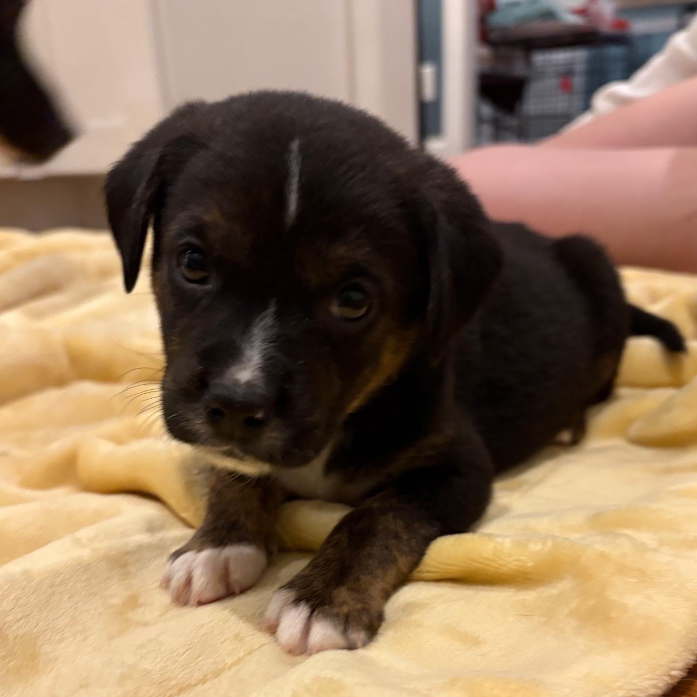 Taylor Doose, a Adoptable mixed breed in Spring hill, TN image 4/5