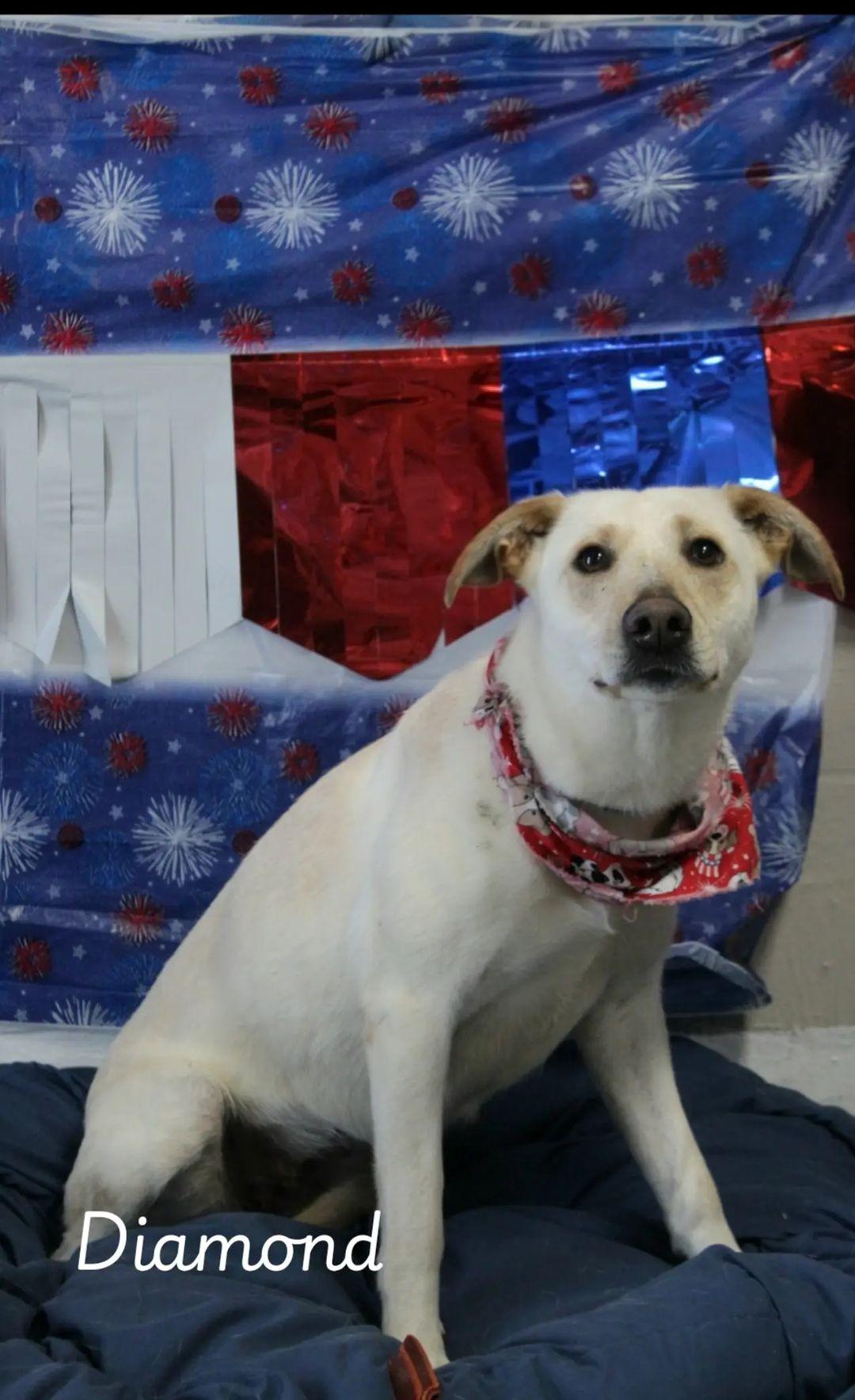 Diamond , Adoptable, Adult Female Yellow Labrador Retriever.