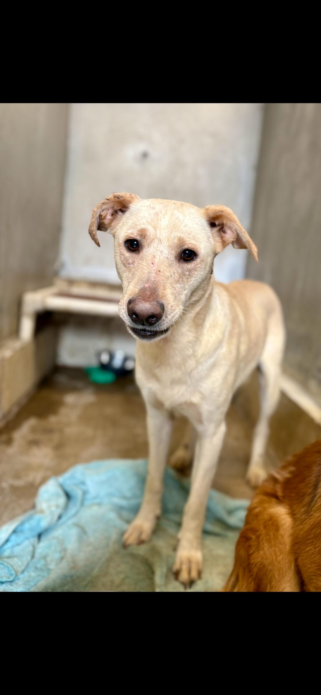 Enlarge Diamond , a ADOPTABLE mixed breed in Berea, KY image 1/1