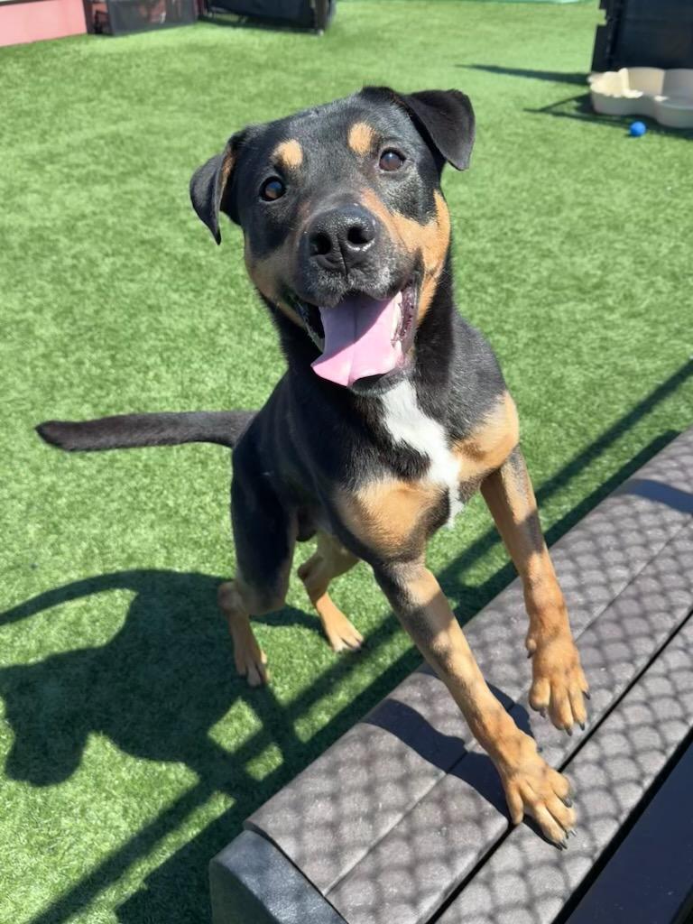 Enlarge Oso, a ADOPTABLE mixed breed in San Jose, CA image 3/3