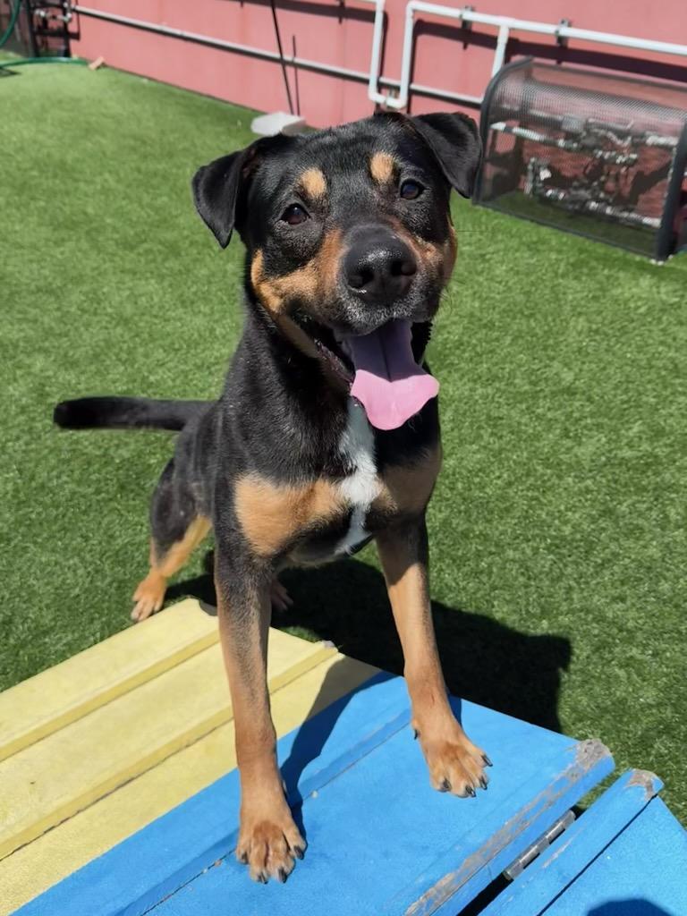 Enlarge Oso, a ADOPTABLE mixed breed in San Jose, CA image 2/3