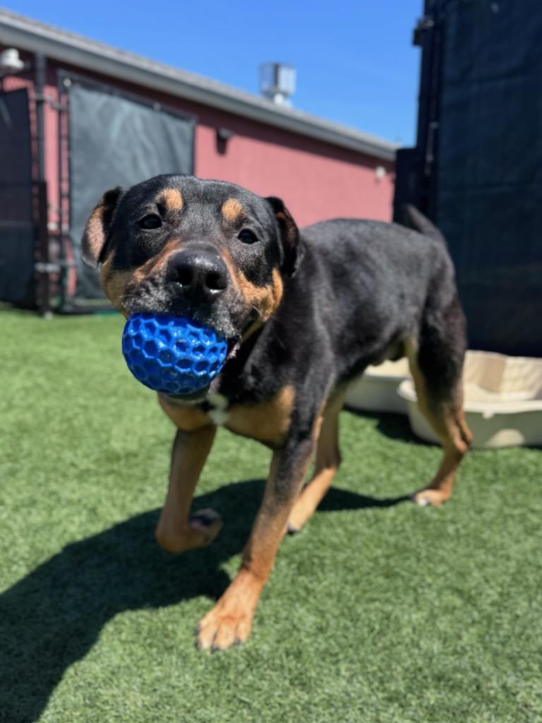 Enlarge Oso, a ADOPTABLE mixed breed in San Jose, CA image 1/3