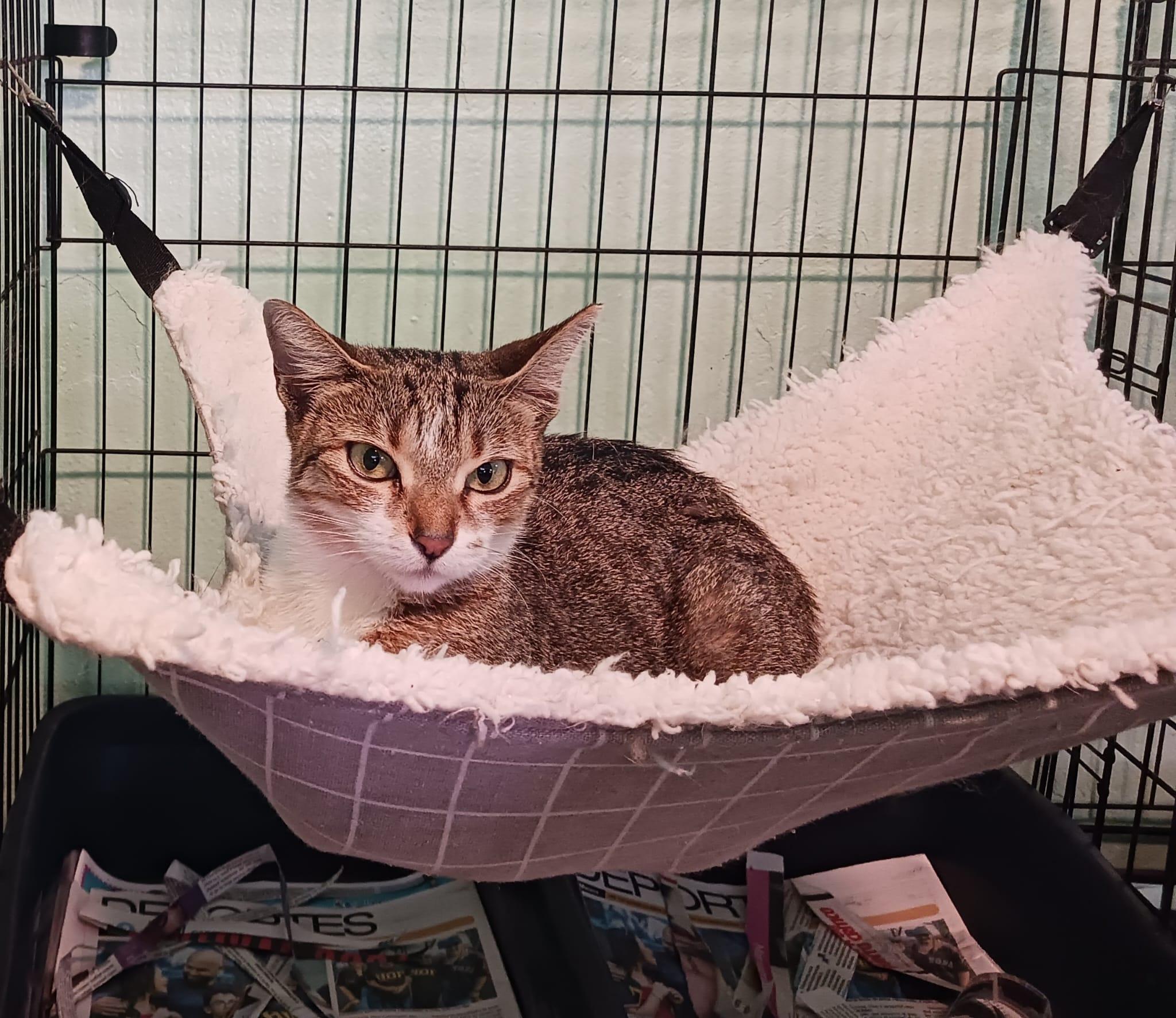 Enlarge Sarm, an adoptable Domestic Short Hair in San Juan, PR image 5/6