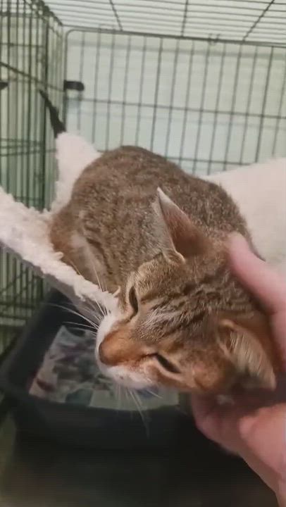 Enlarge Sarm, an adoptable Domestic Short Hair in San Juan, PR video 4/6