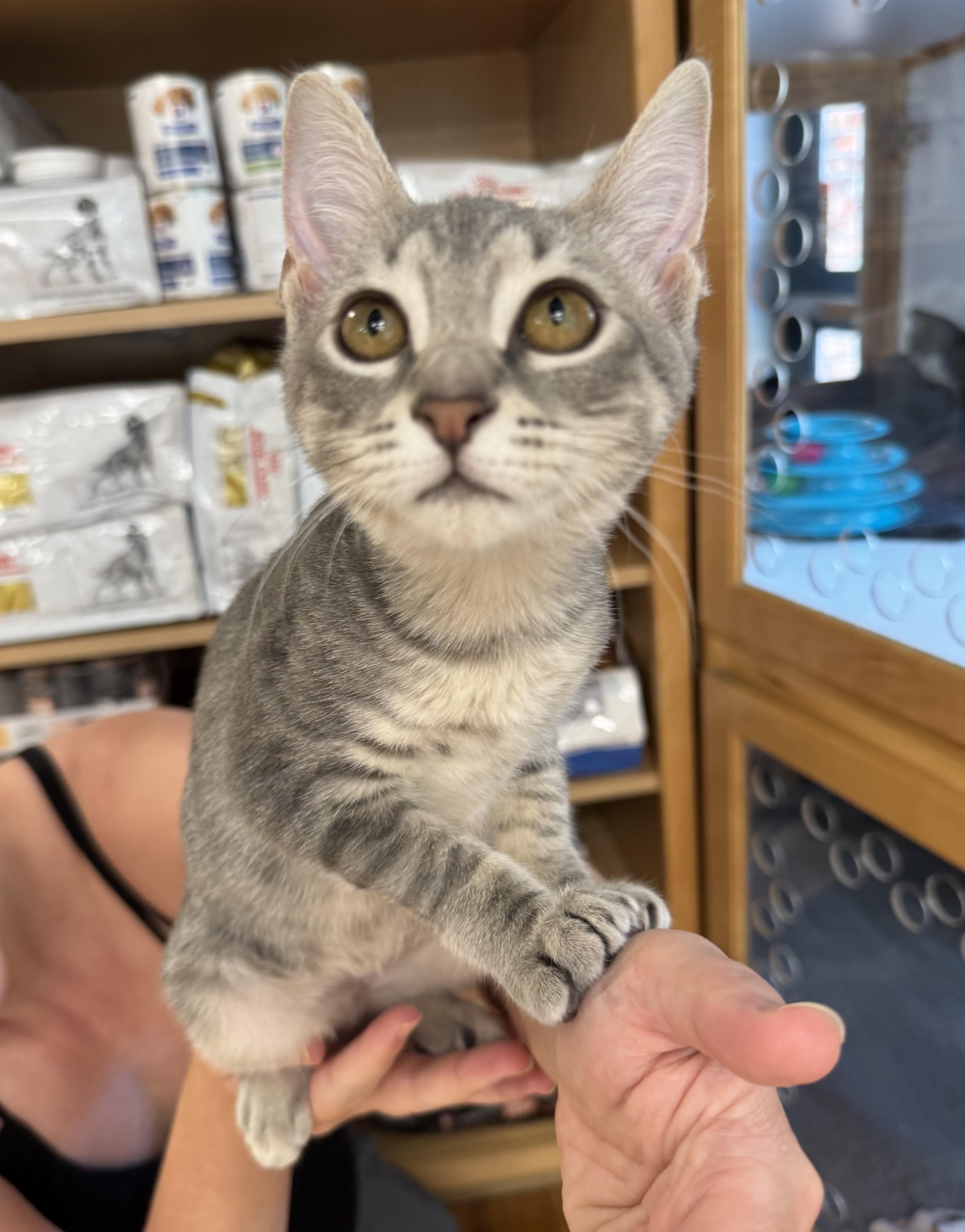 Pear (and Fern), a Adoptable Domestic Short Hair in Tallahassee, FL image 4/6
