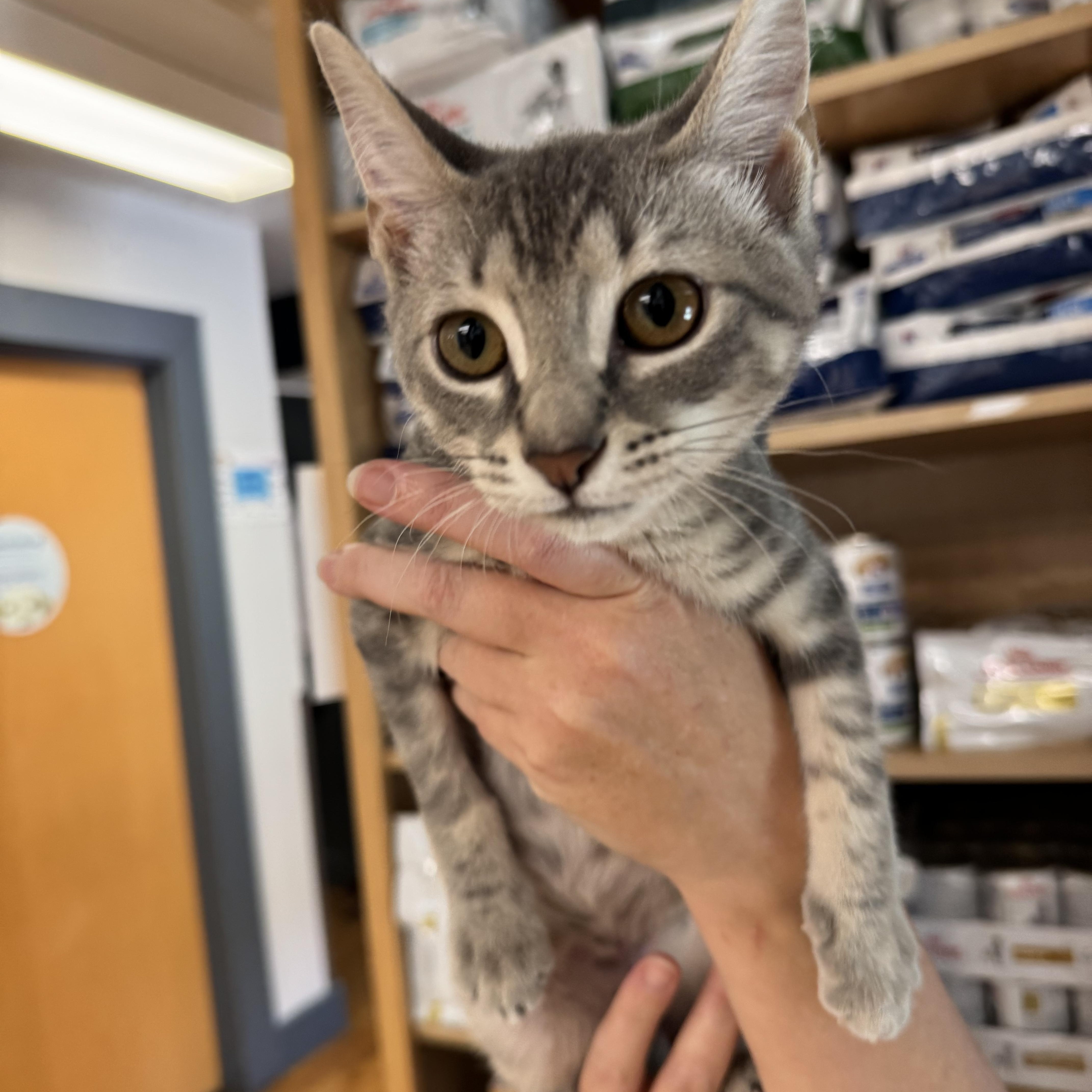 Pear (and Fern), a Adoptable Domestic Short Hair in Tallahassee, FL image 5/6