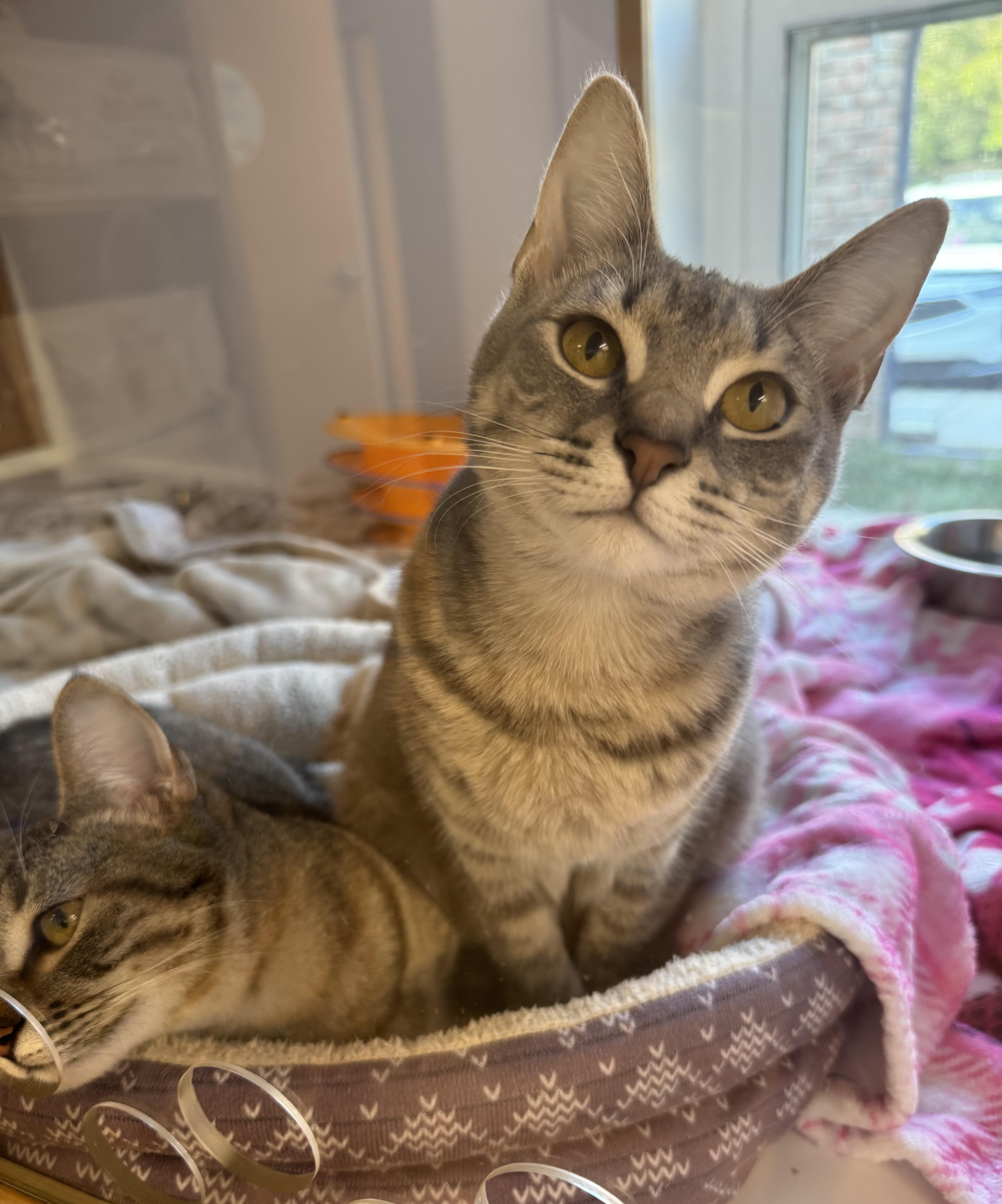 Pear (and Fern), Adoptable, Young Female Domestic Short Hair.