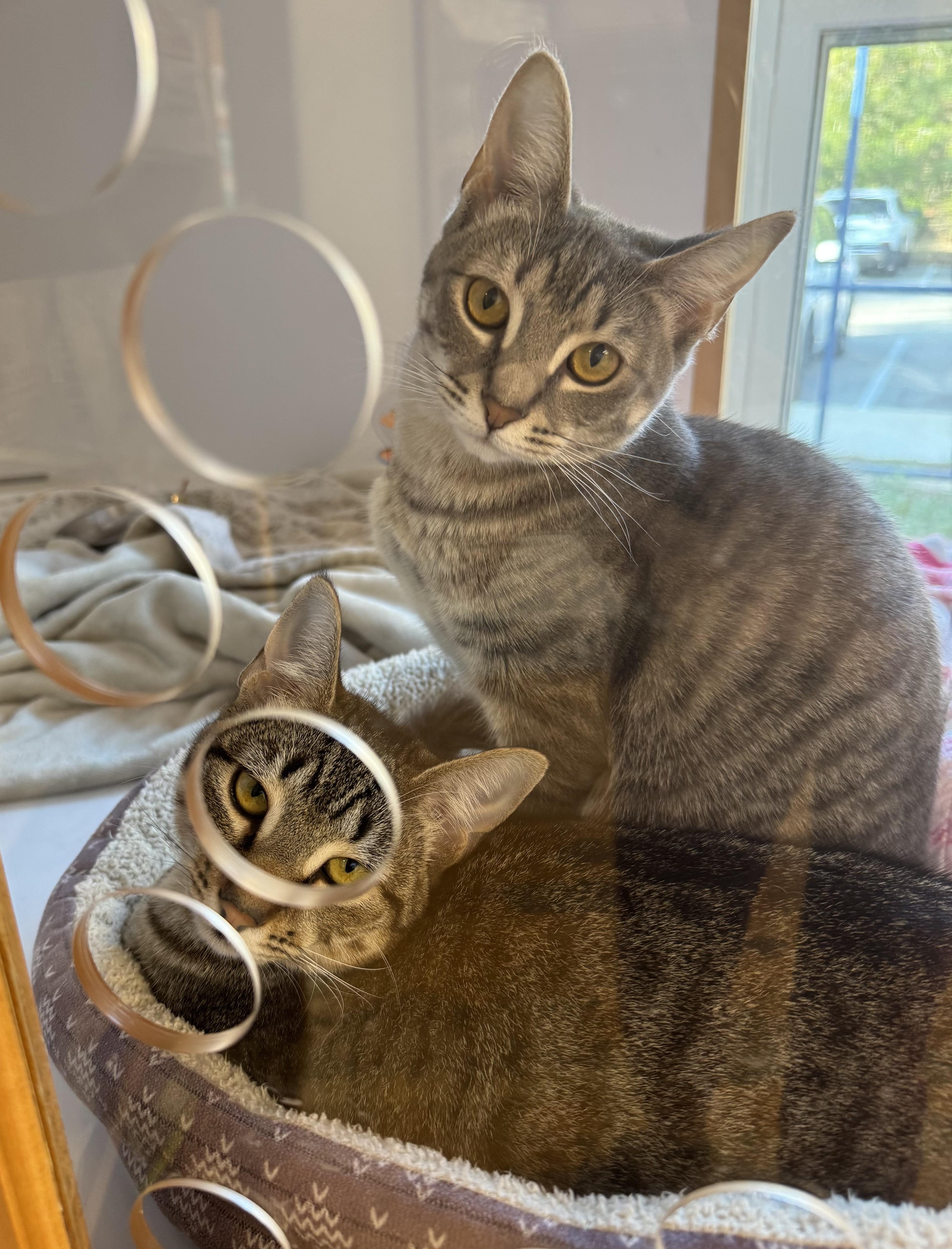 Pear (and Fern), a Adoptable Domestic Short Hair in Tallahassee, FL image 2/6