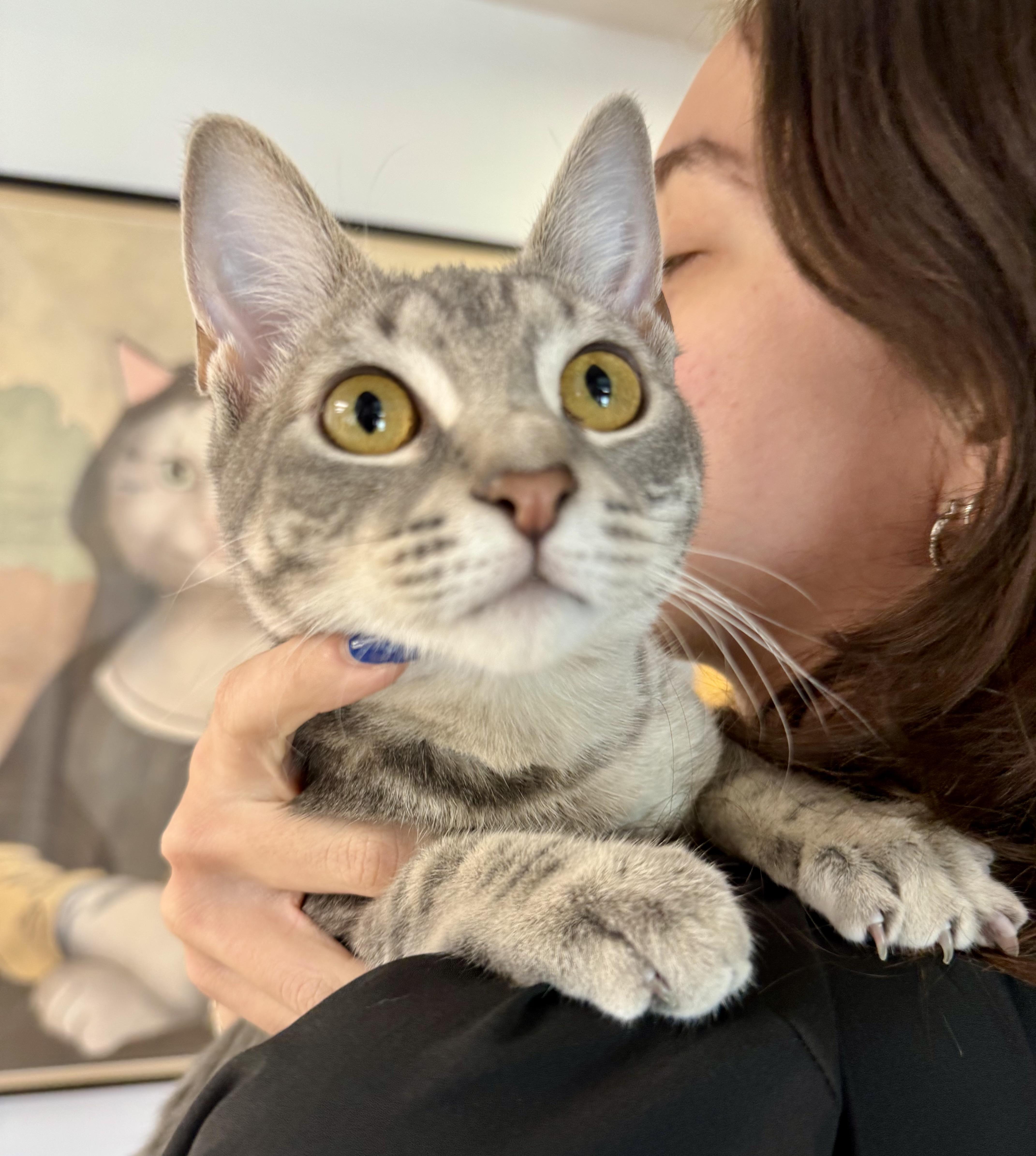 Pear (and Fern), a Adoptable Domestic Short Hair in Tallahassee, FL image 3/6