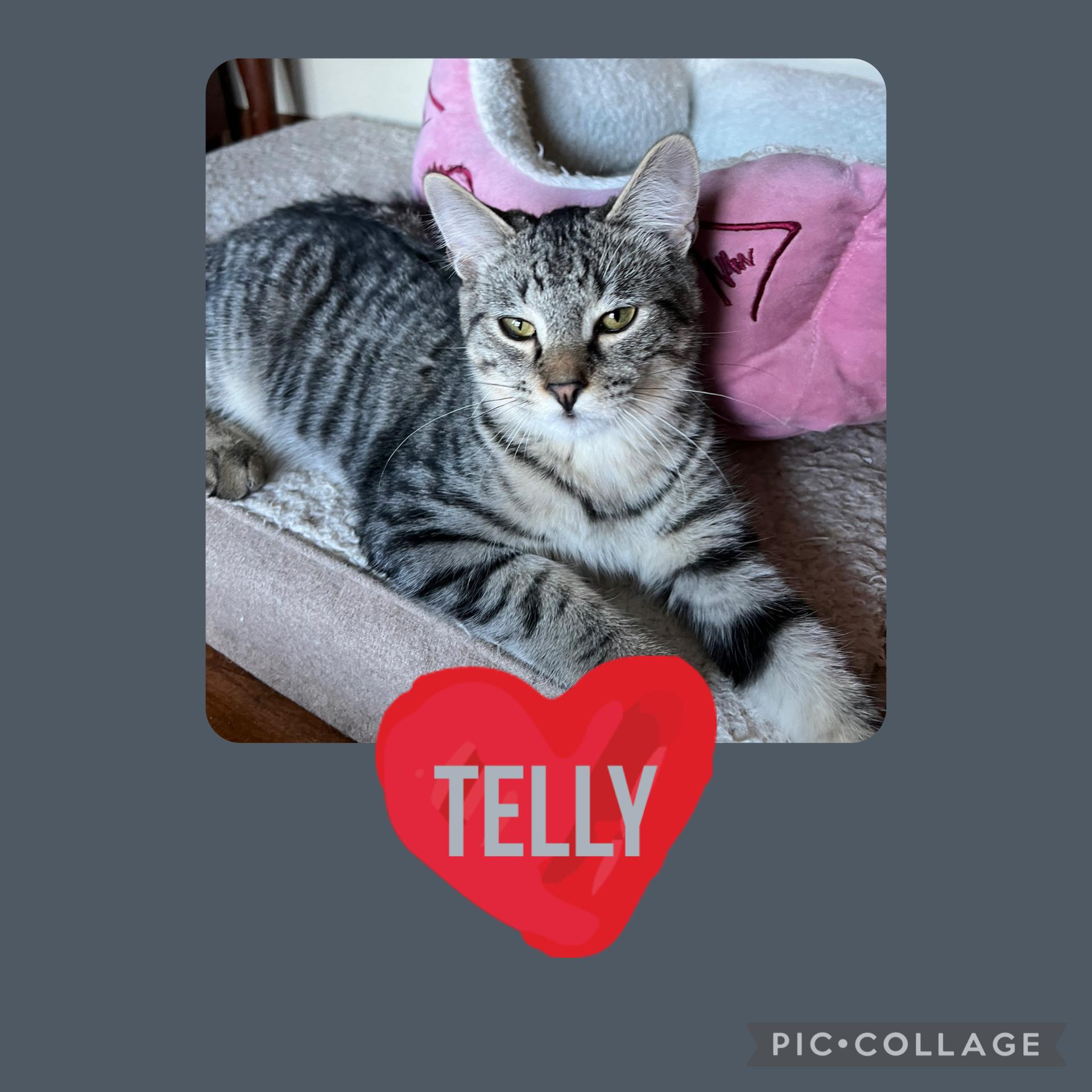 Enlarge Telly, a ADOPTABLE Domestic Short Hair in Williamsville, NY image 1/1