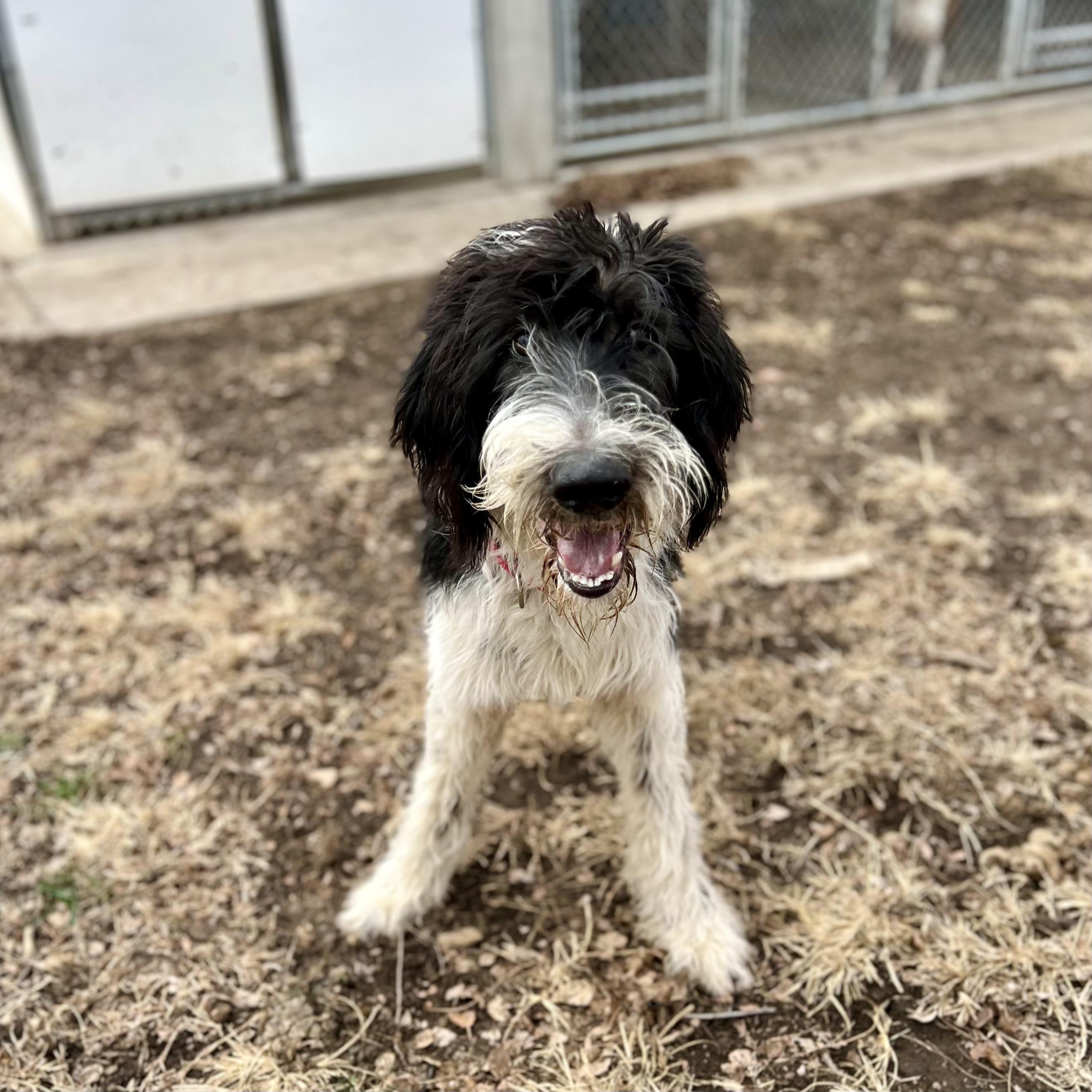 Enlarge Shep, an adopted mixed breed in Albany, MO image 1/4