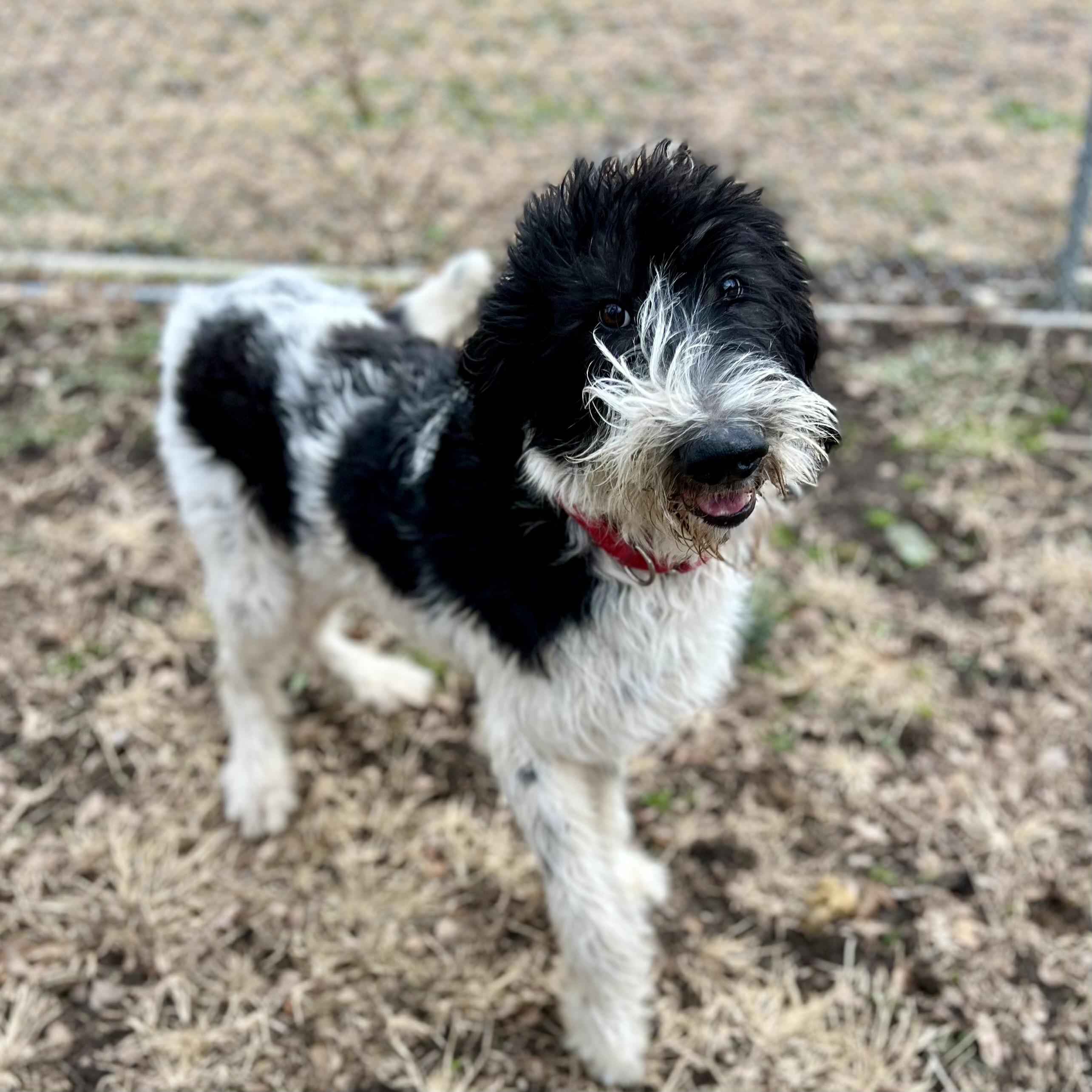 Enlarge Shep, an adopted mixed breed in Albany, MO image 2/4